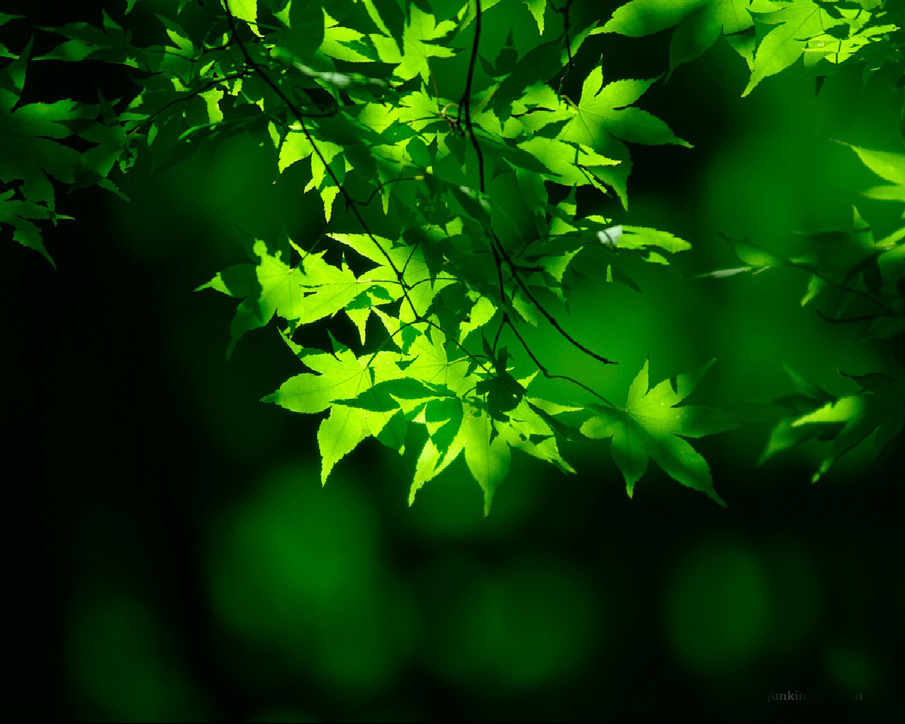 Download Natural Green Wallpaper For Your Computer And Black Nature HD Wallpaper