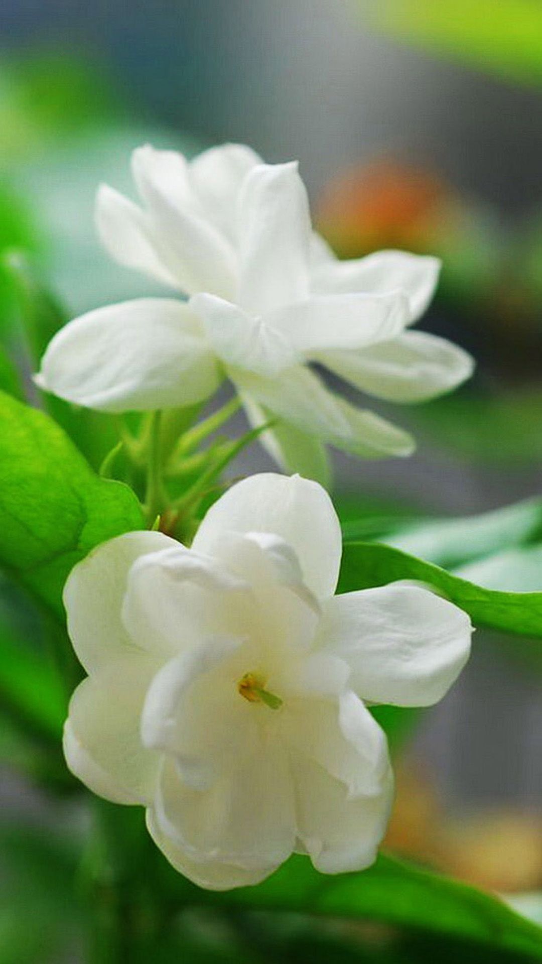 Jasmine Flower Macro #iPhone #plus #wallpaper. HD flower wallpaper, Flower desktop wallpaper, Jasmine flower