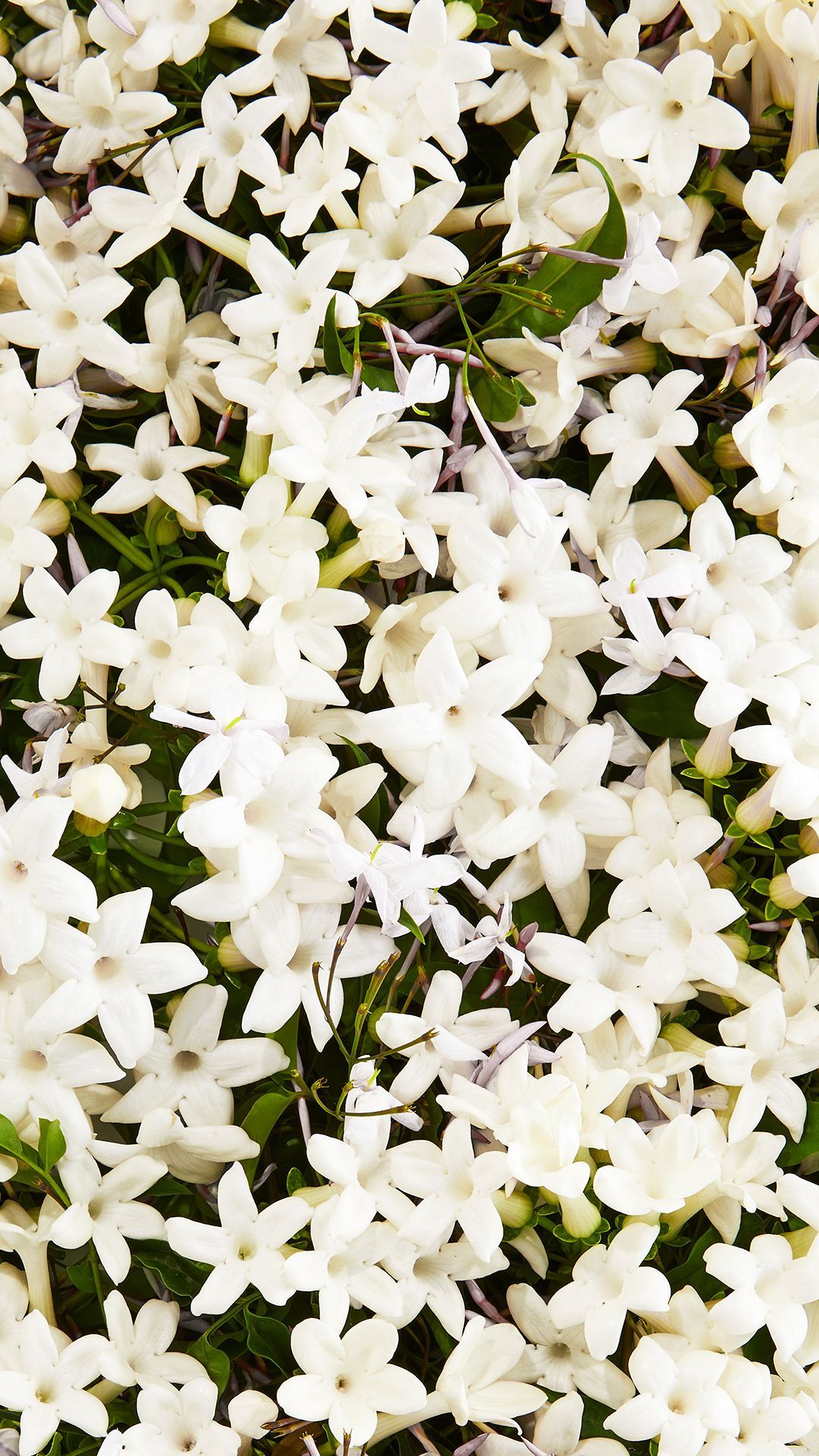 White Jasmine Wallpaper Free White Jasmine Background