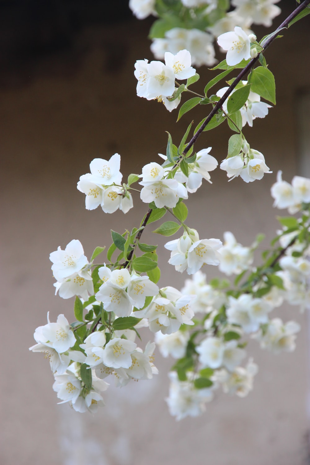 Jasmine Flower Picture. Download Free Image