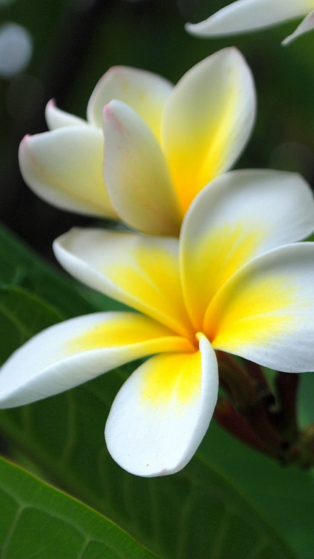 Jasmine Flower iPhone Wallpaper