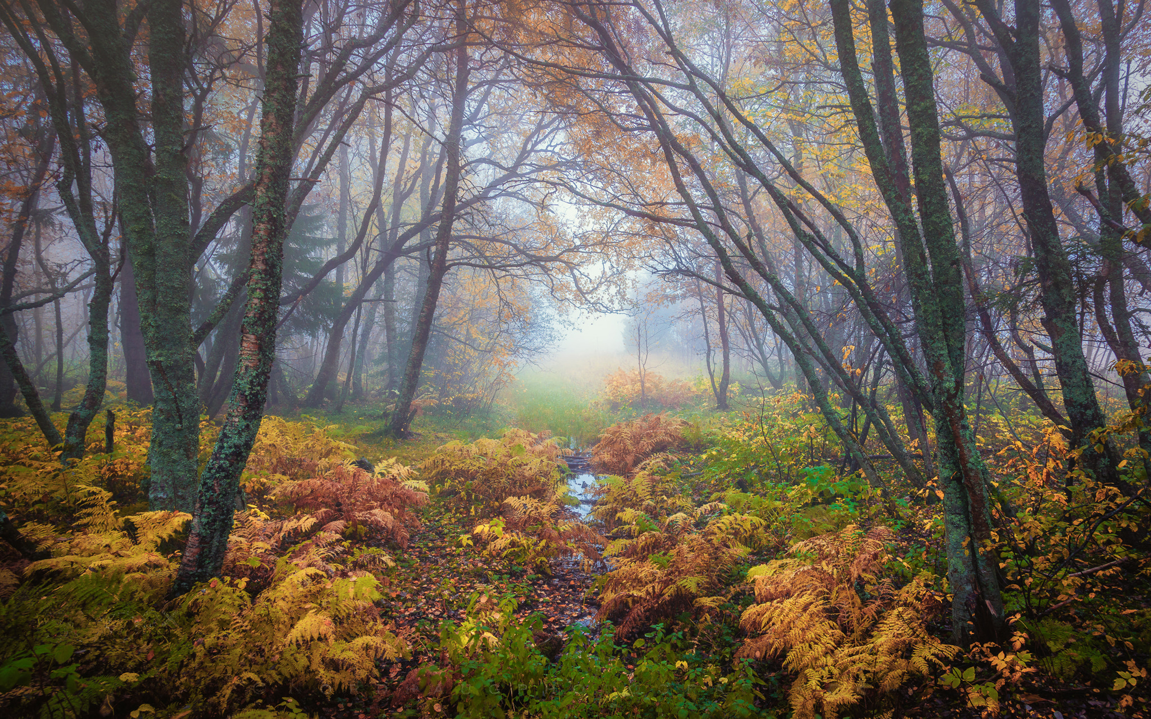 Forest Magical Colors In Autumn Trondheim Norway Landscape Nature 4k Ultra HD Desktop Wallpaper For Computers Laptop Tablet And Mobile Phones 3840x2400, Wallpaper13.com