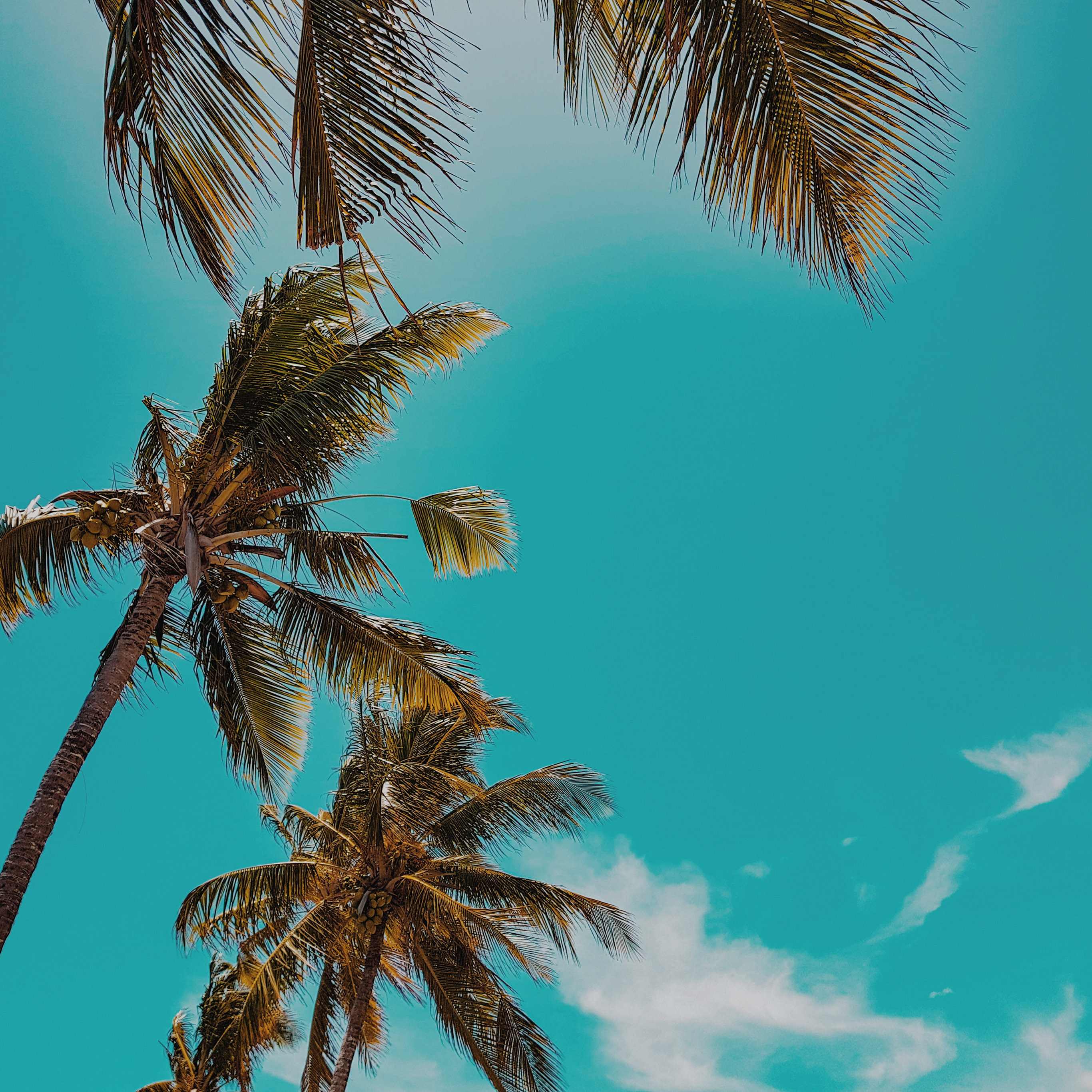 Summer Tree Palm Nature Wallpaper