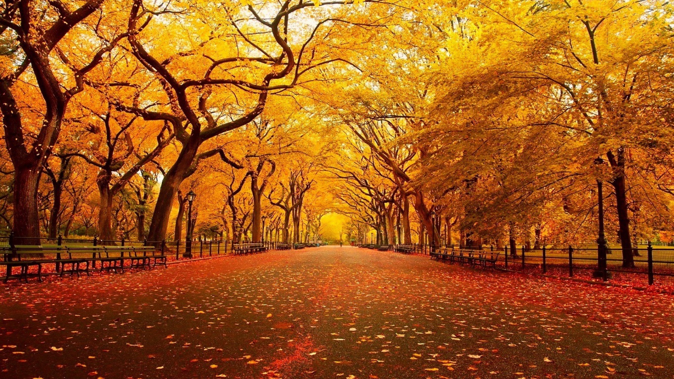 Download wallpaper 1366x768 autumn road foliage turn asphalt tablet  laptop hd background