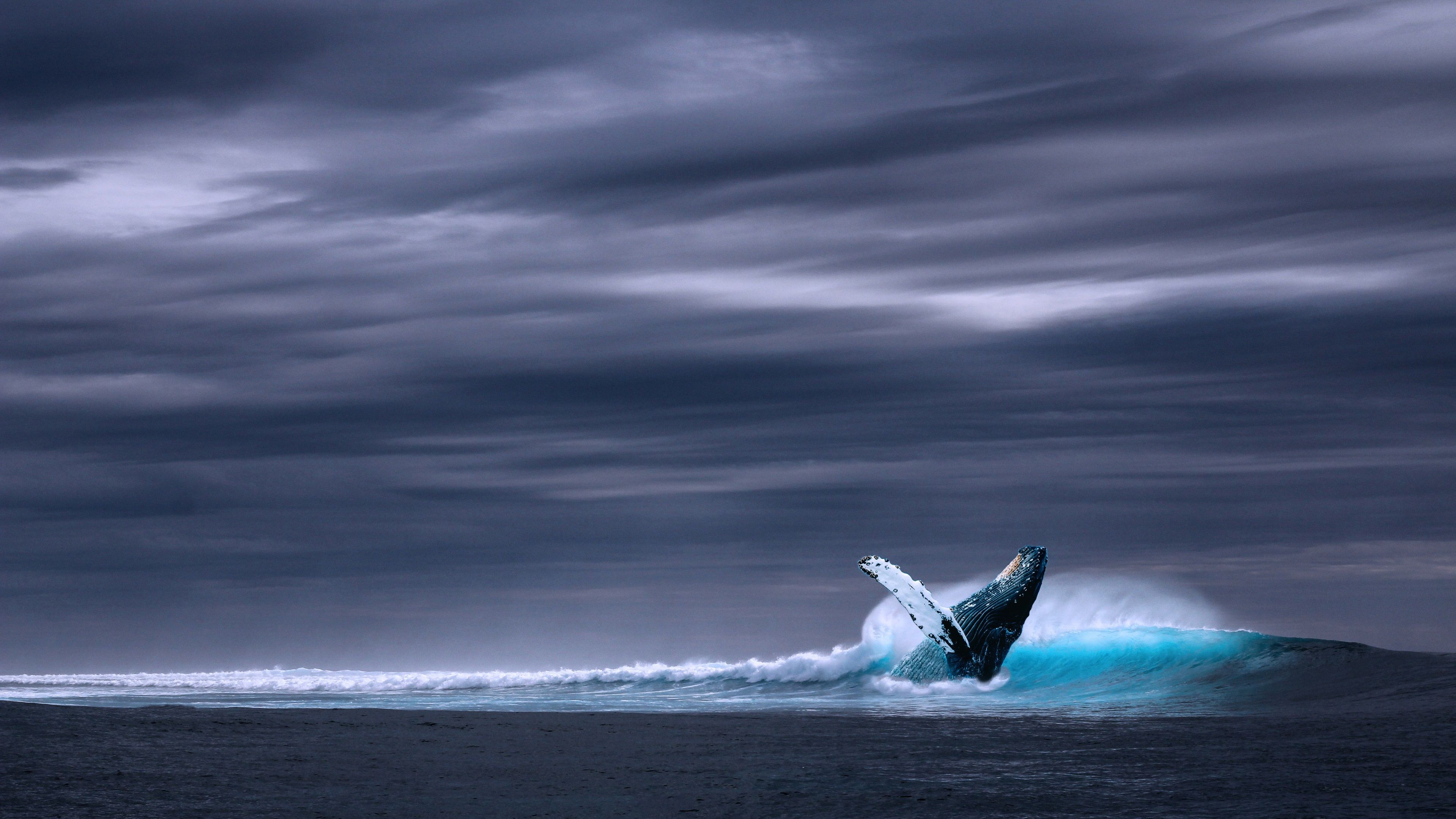 blue whale 4k HD cool wallpaper. Whale, Ocean, Ocean picture