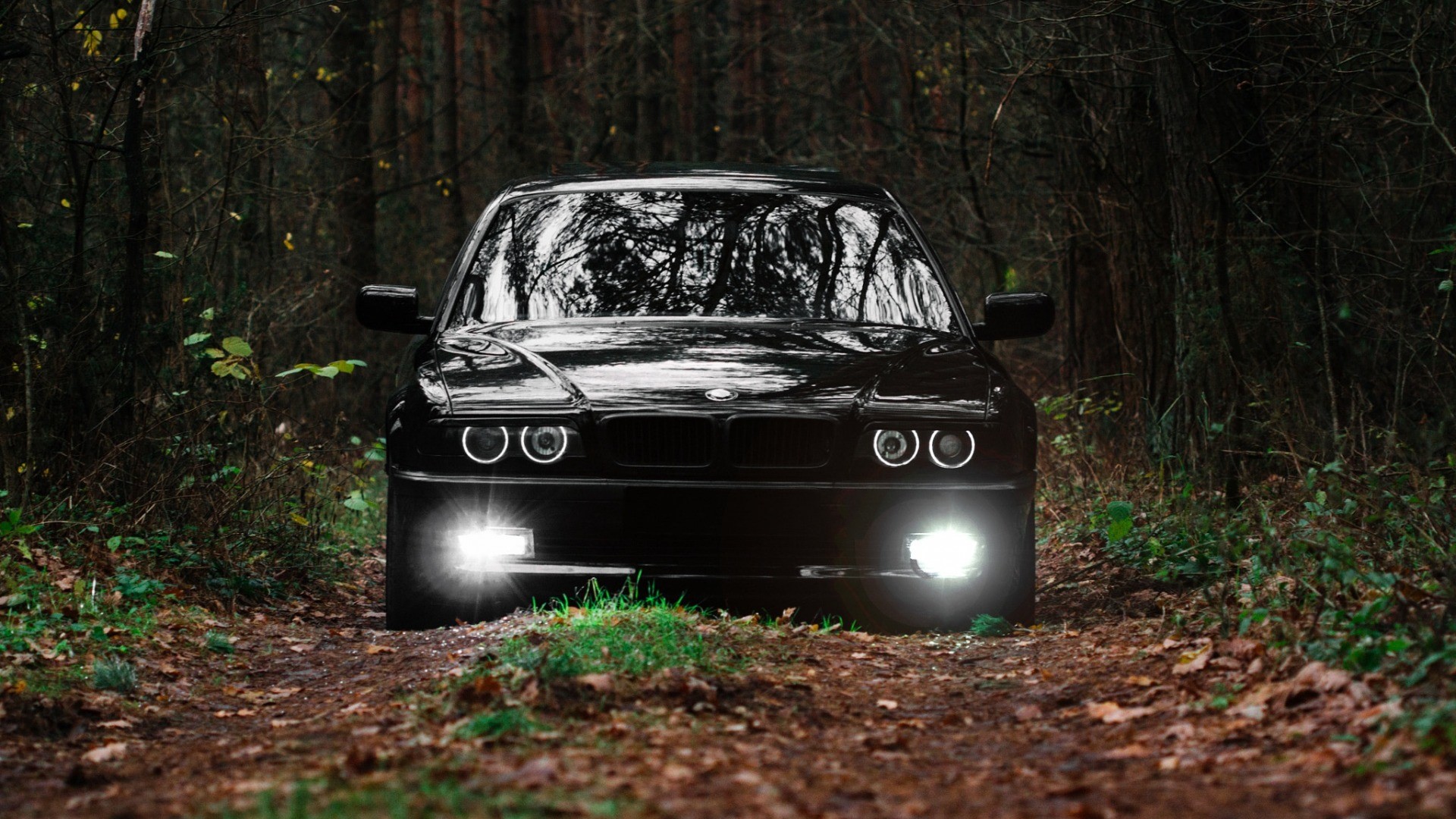 car, BMW, E39, BMW 5 Series, BMW E39, forest, frontal view HD Wallpaper