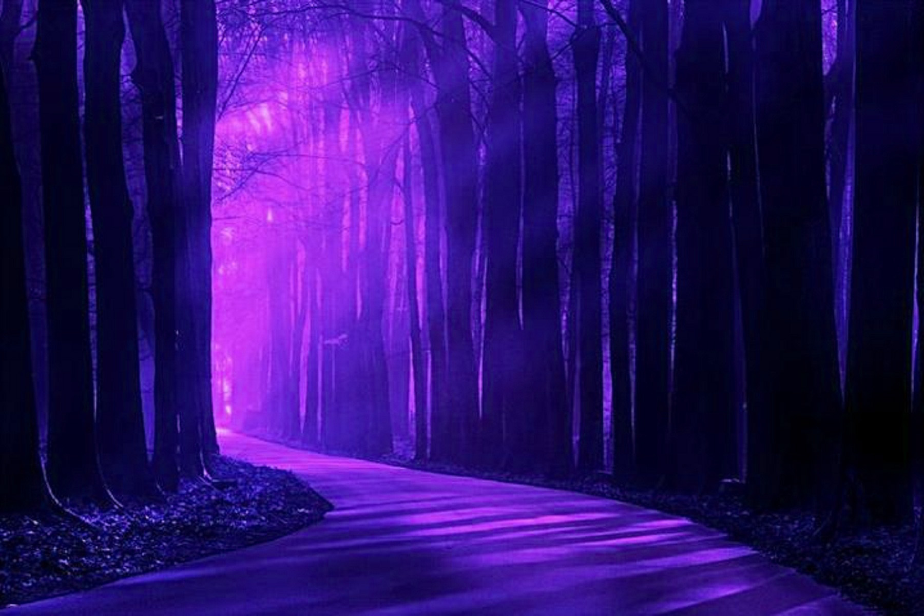Lavender Forest Wallpaper and HD Background free download on PicGaGa