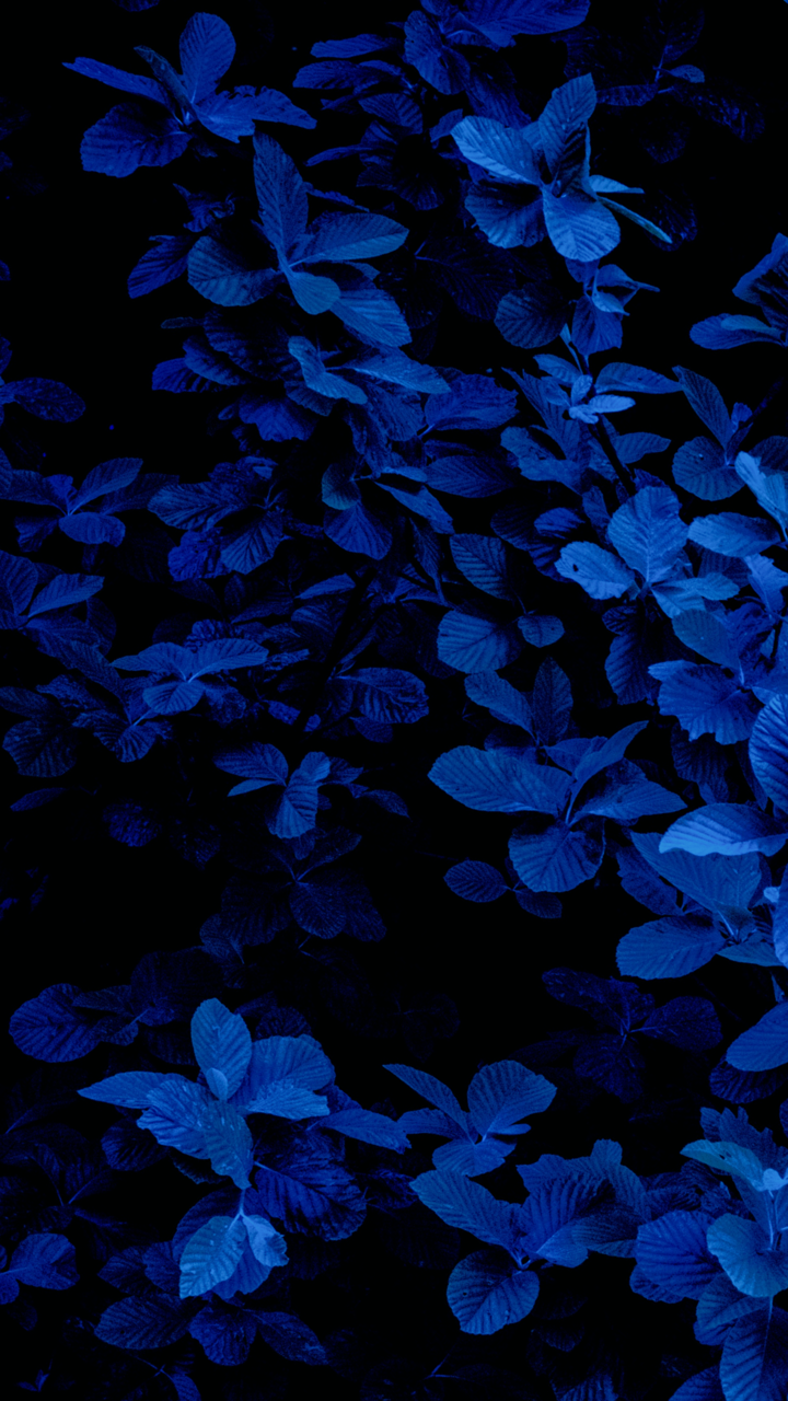 99+) iphone wallpaper. Blue flower wallpaper, Blue aesthetic dark, Dark blue wallpaper