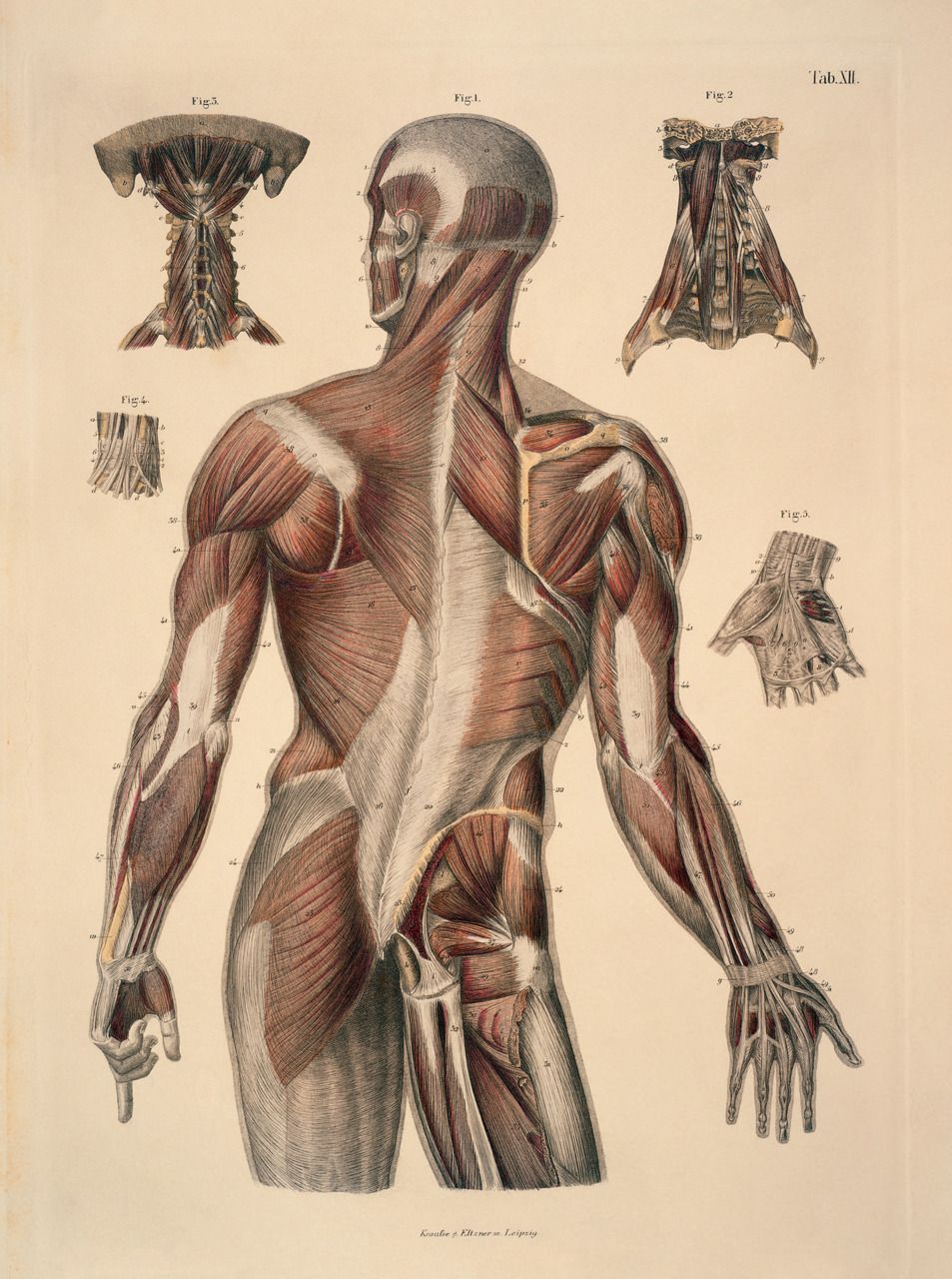 anatomy wallpaper