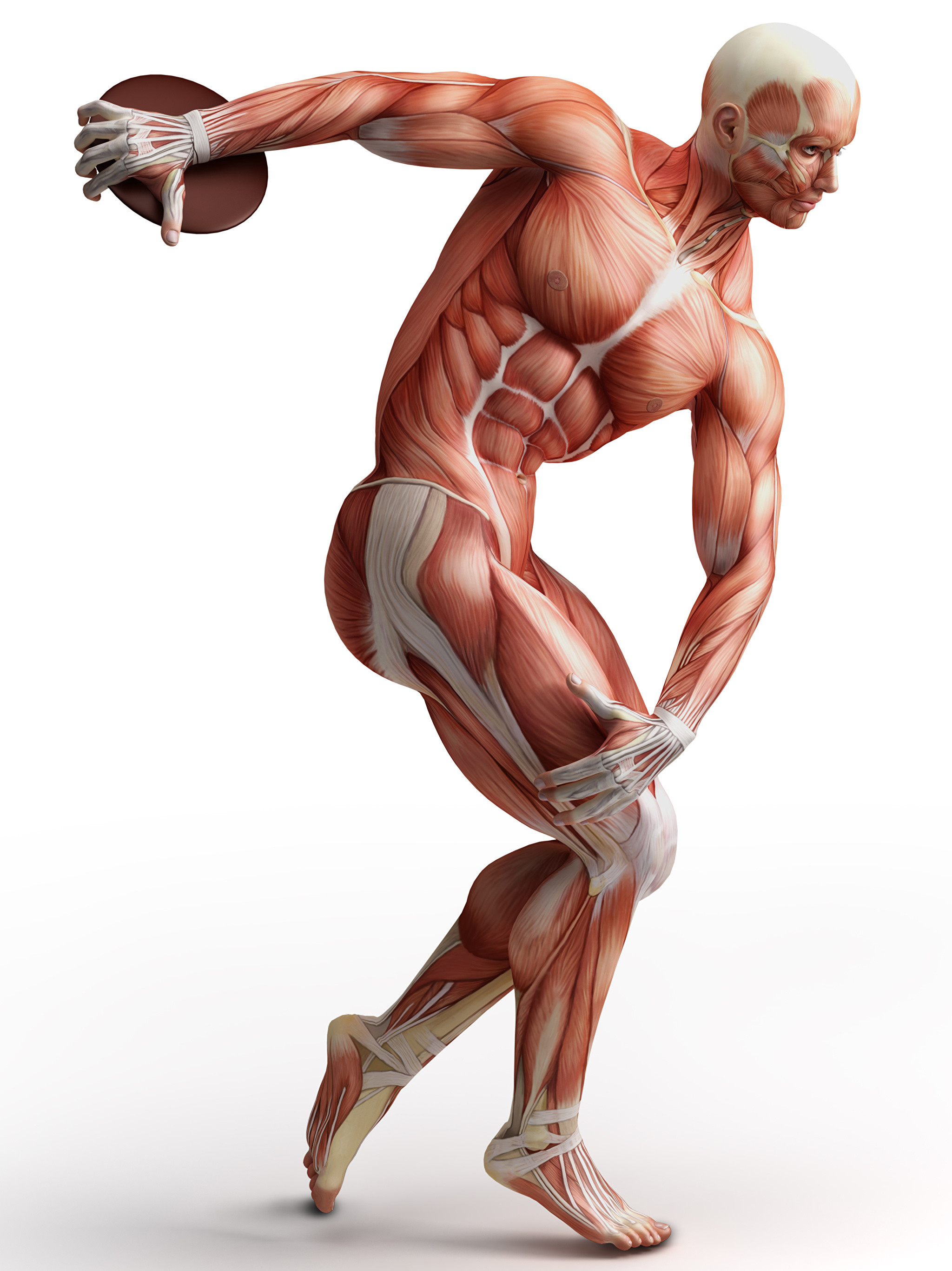 2048x Wallpaper Men Muscle Human Anatomy White