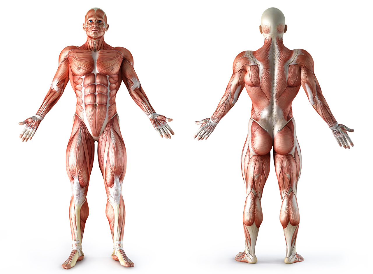 Human Body Muscles Png