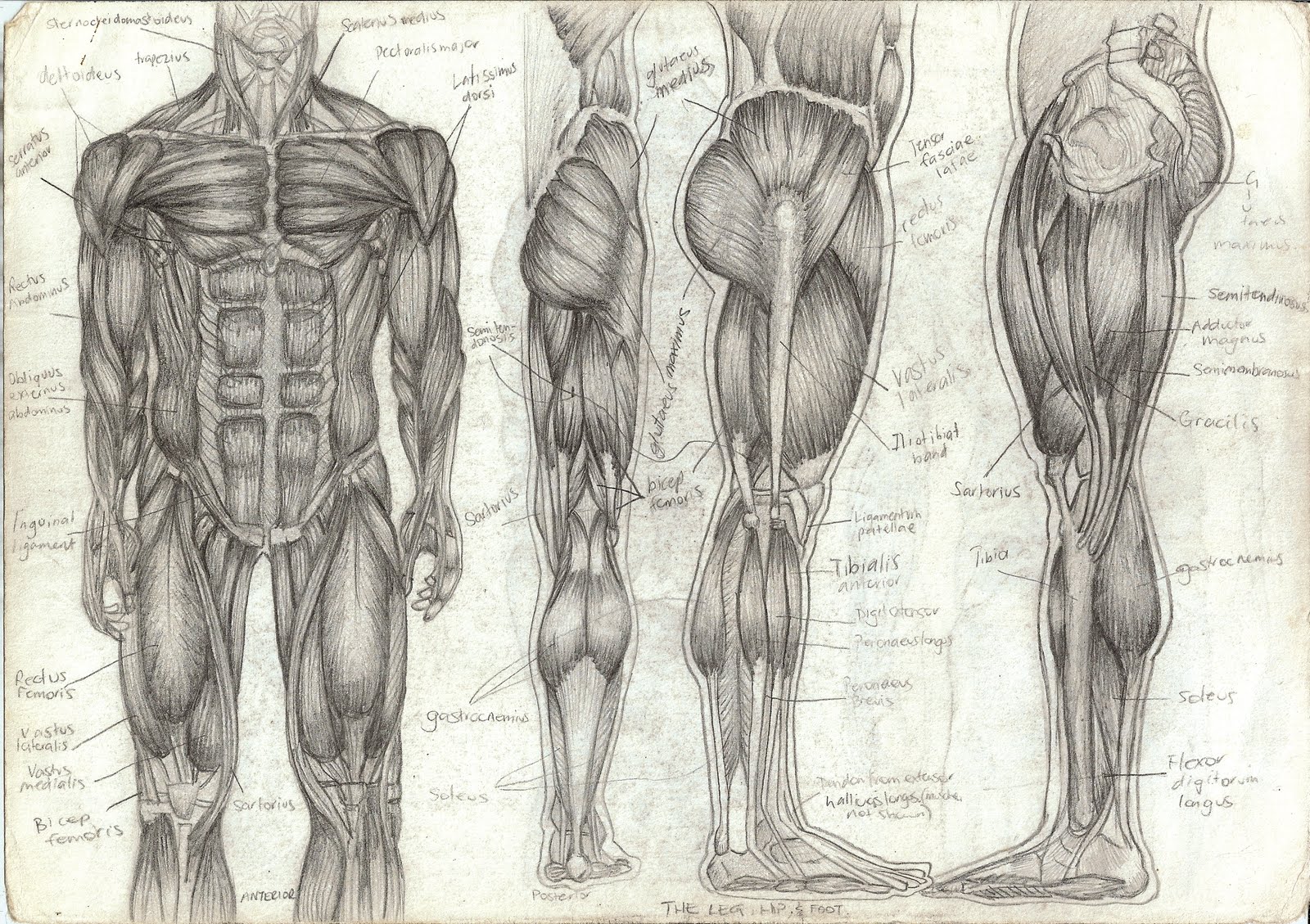 Tara Hale Illustration Human Anatomy Body Muscle Drawing
