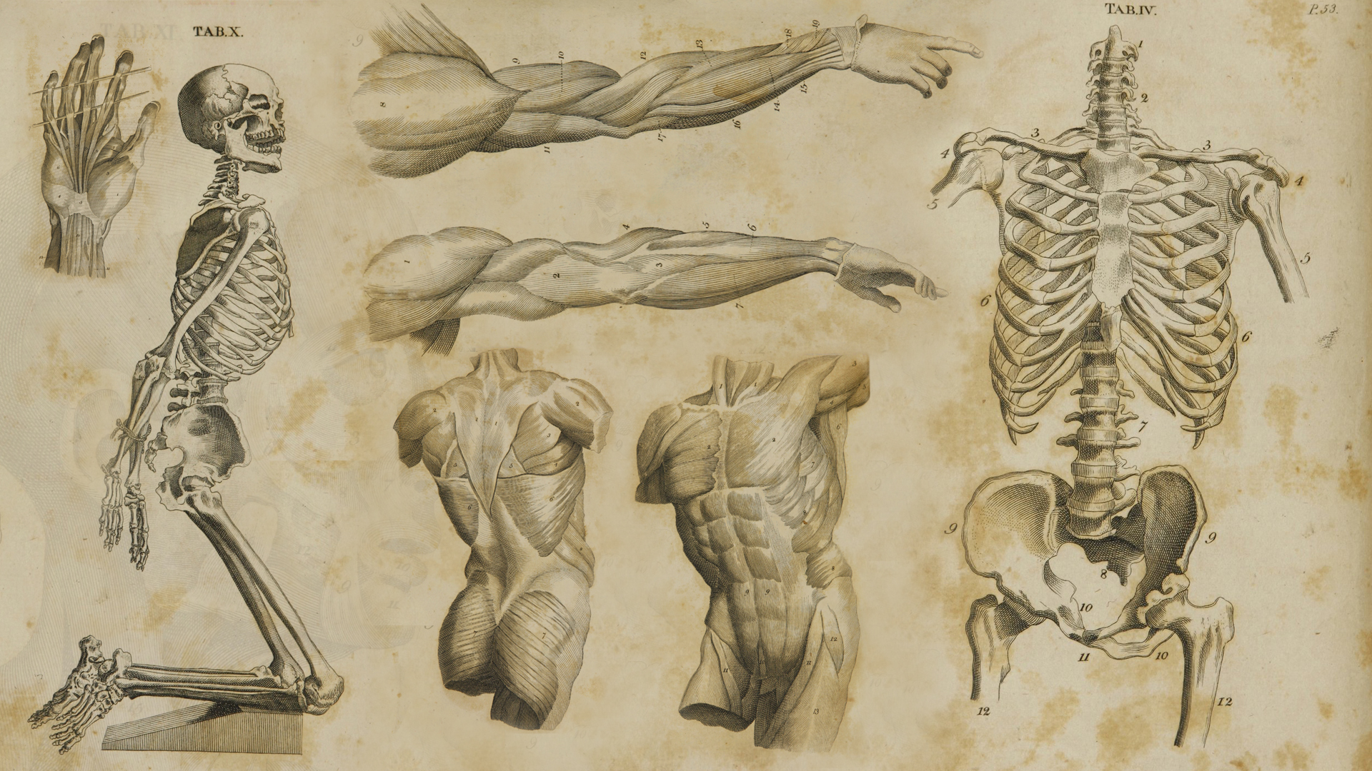 Free download Human Anatomy Wallpapers Art 1700s anatomy wallpapers by 1920...