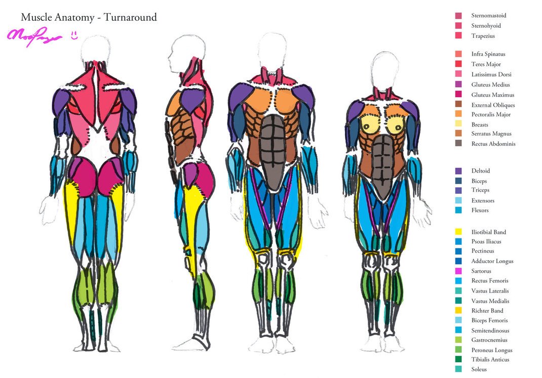Free download Muscle Anatomy Turnaround by HeartGear [1070x747] for your Desktop, Mobile & Tablet. Explore Submit Wallpaper Muscle Groups. V Rod Muscle Wallpaper, Free Desktop Wallpaper Bodybuilding Inspirations, Mopar