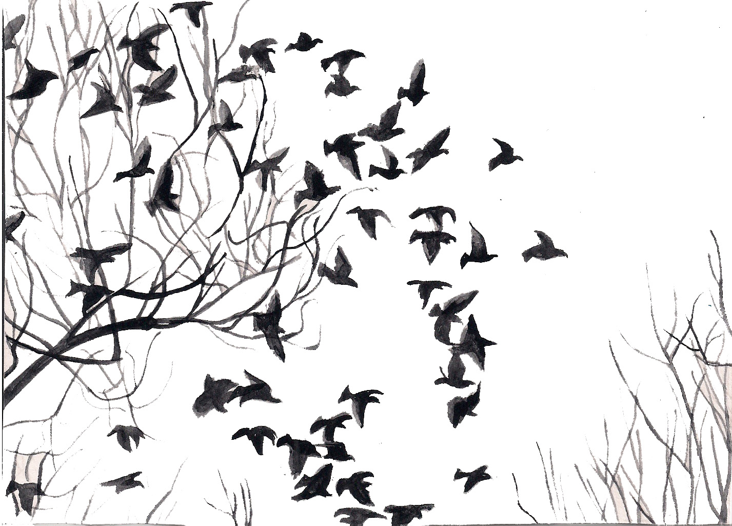 Black And White Birds Black Birds Are Dark Thoughts And White Flock Of Birds HD Wallpaper