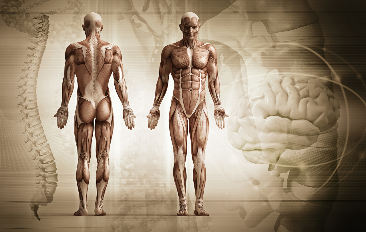 Image Men Muscle Human Anatomy.