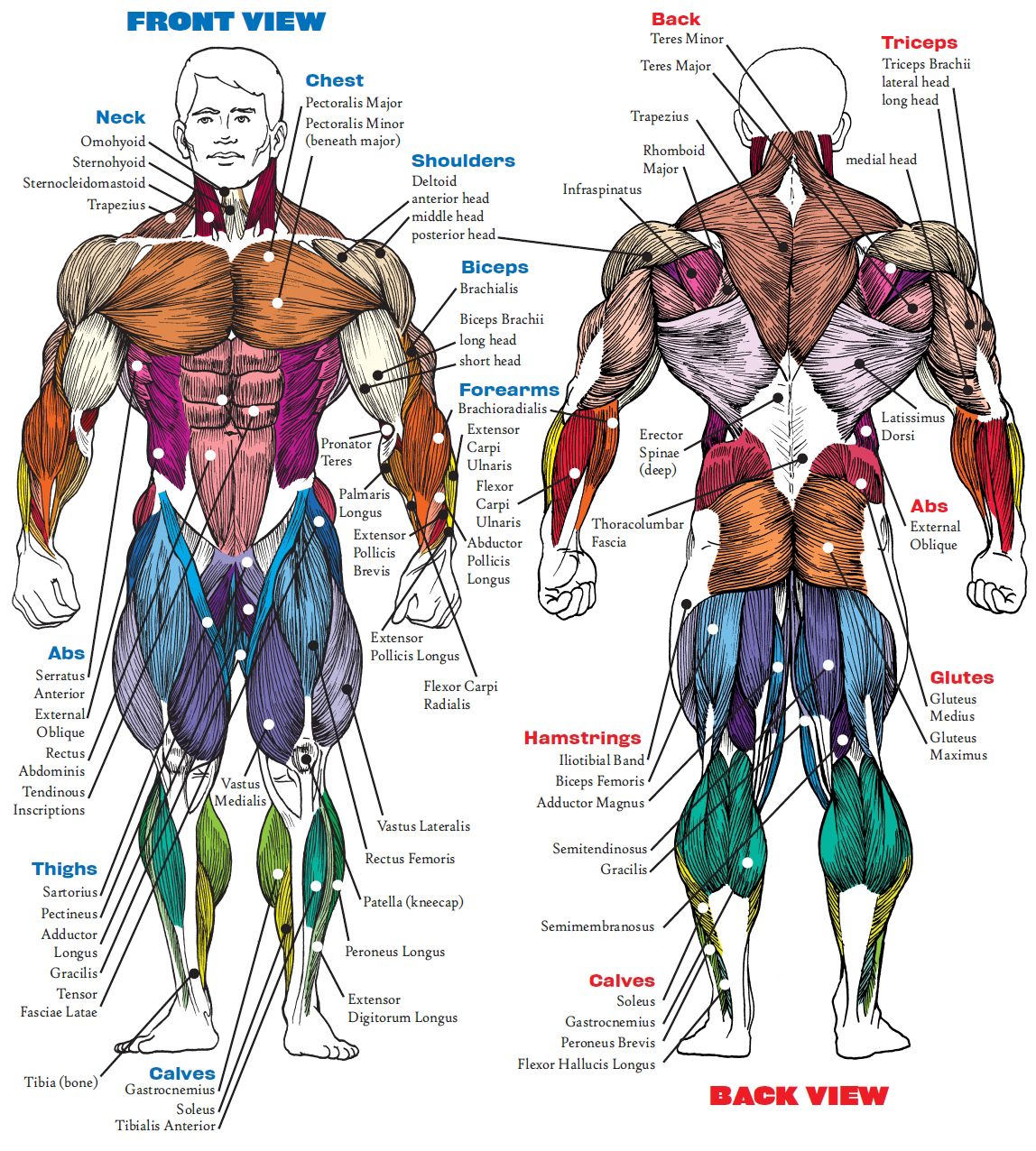 Muscle Anatomy Wallpapers Wallpaper Cave