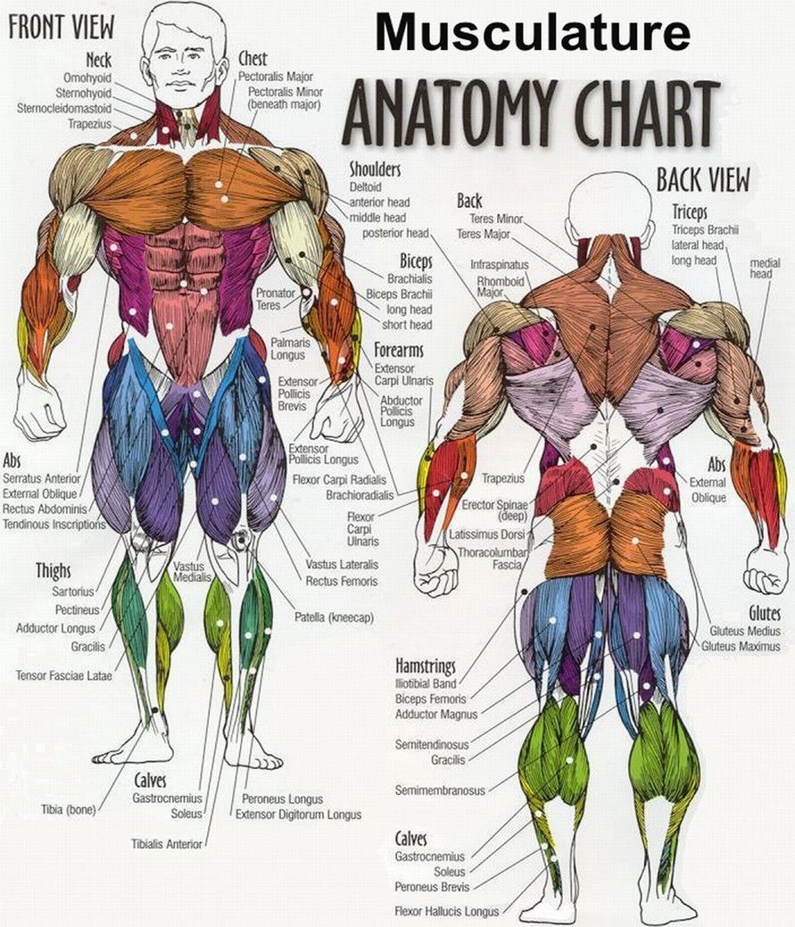 $6.63 Body Anatomical Chart Muscular System 16X13 28X24 Fabric Canvas Poster #ebay #Col. Dragon ball wallpaper, Dragon ball art, Dragon ball super goku
