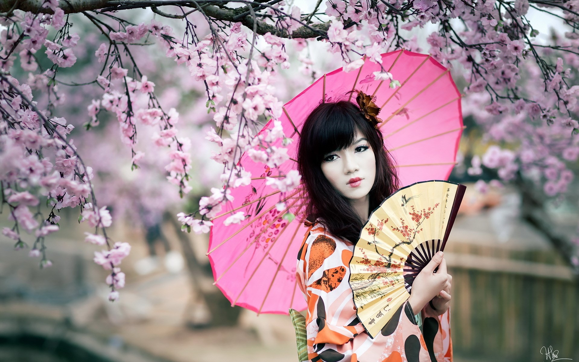 Wallpaper, Japan, women, Asian, umbrella, cherry blossom, pink, spring, Person, fans, parasol, geisha, flower, plant, beauty, woman, costume, floristry, profession 1920x1200