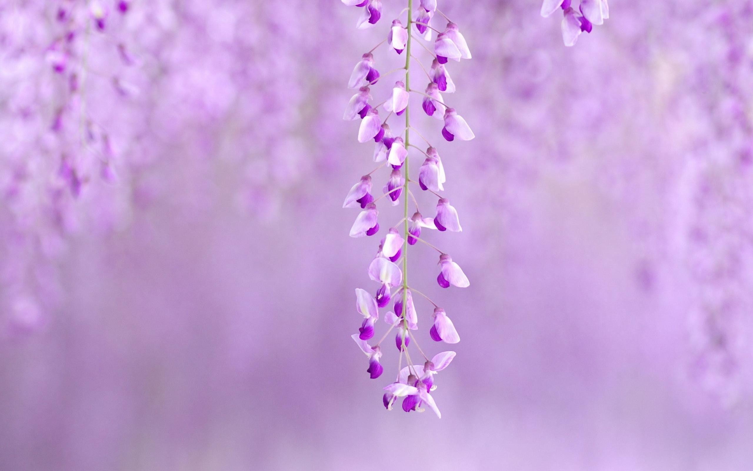 Cute Purple Flowers 16696