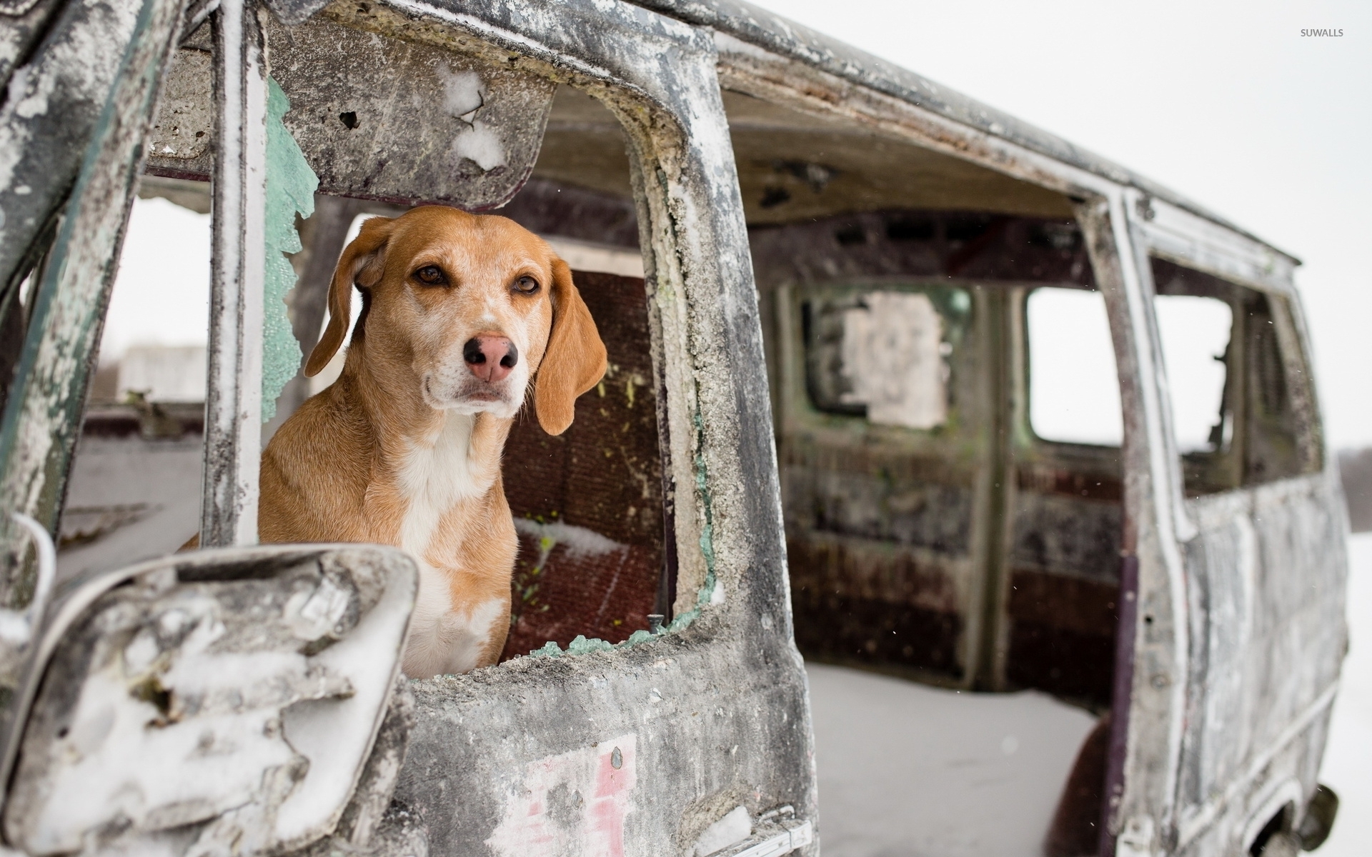 Dog in an abandoned car wallpaper wallpaper