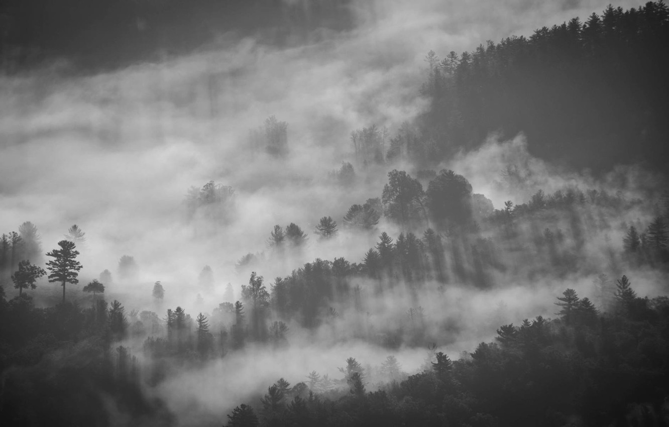 Wallpaper Fog, Smoke, Forest, Grey, Rays, Black, Pine, Twilight, Darkness, Sadness image for desktop, section пейзажи