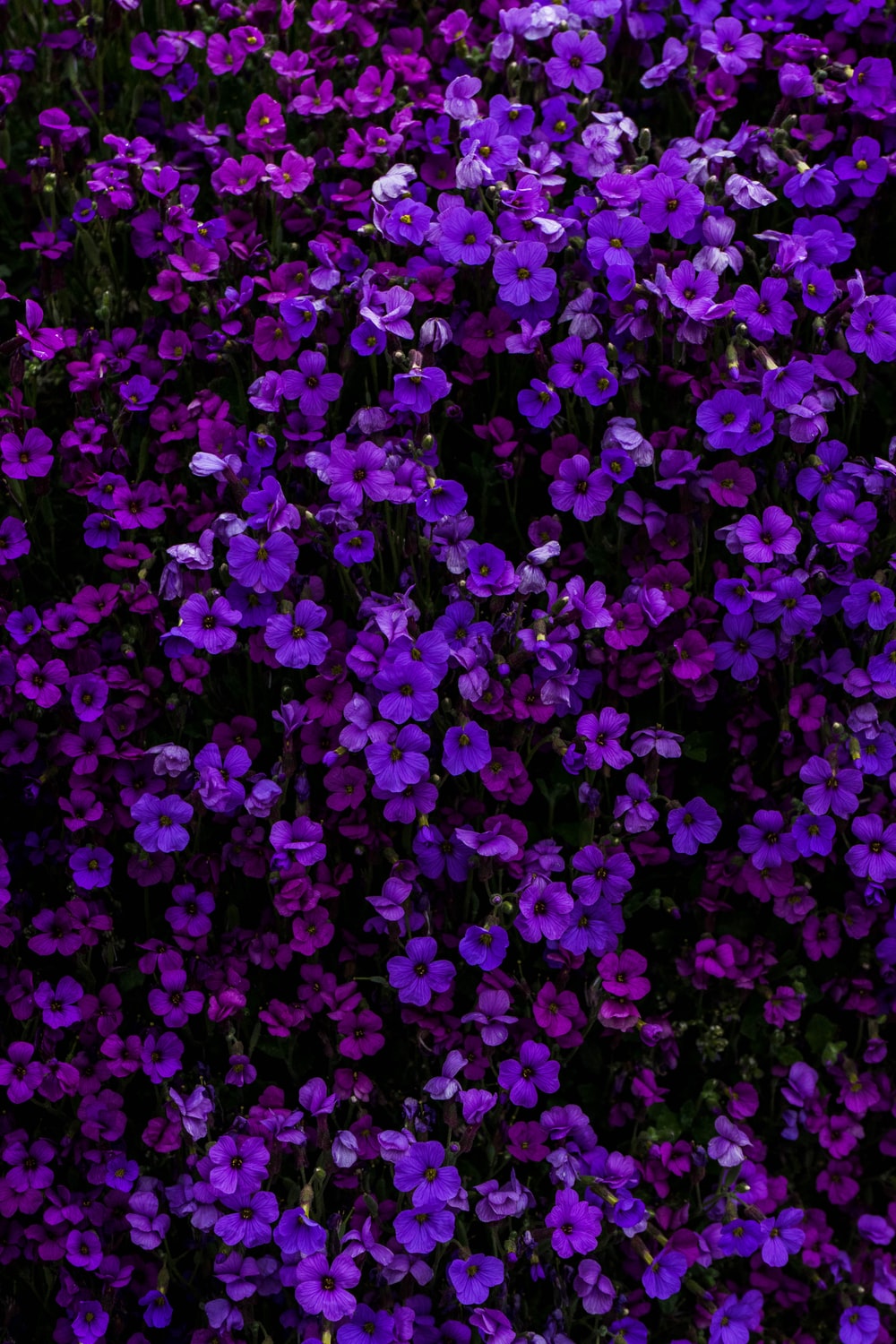 Flower Purple Picture. Download Free Image