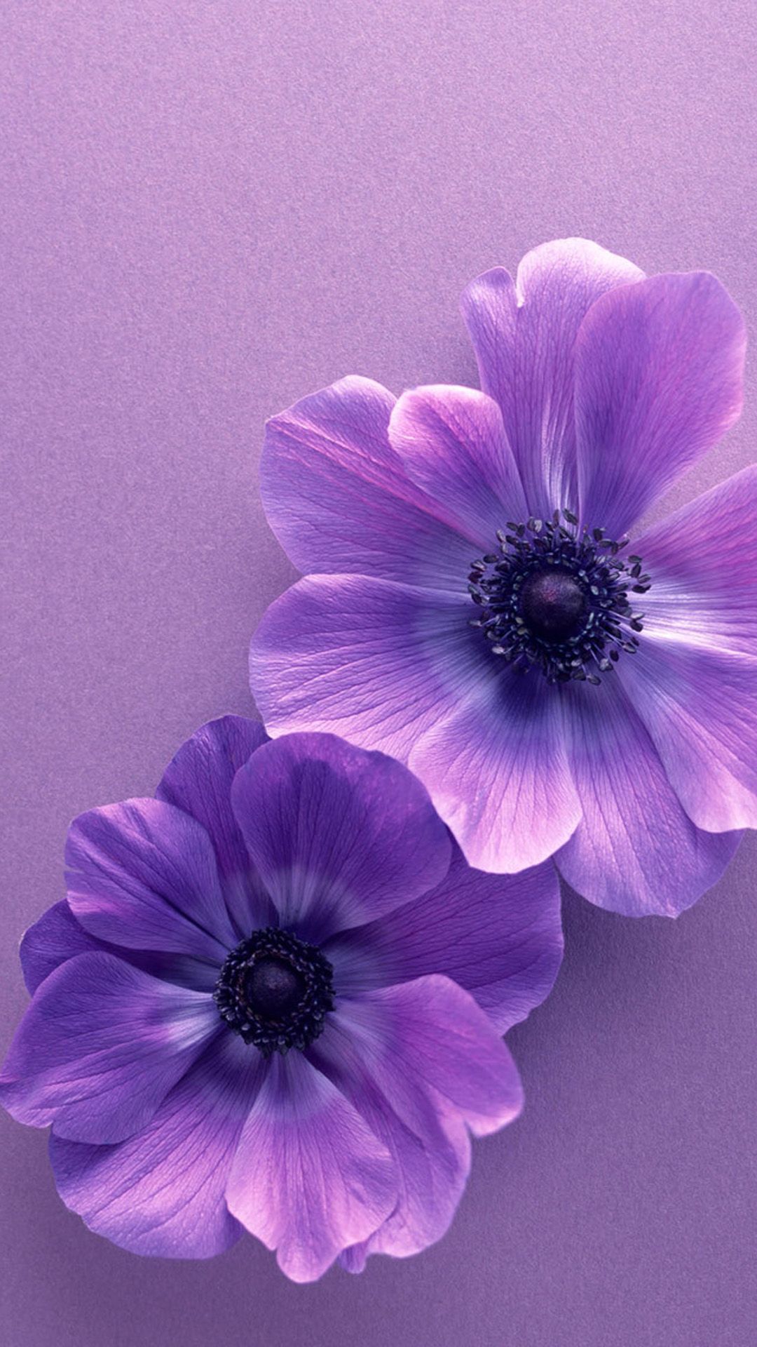 Flower Samsung Galaxy S5 Wallpaper 152. Purple flowers wallpaper, Purple wallpaper phone, Flower iphone wallpaper