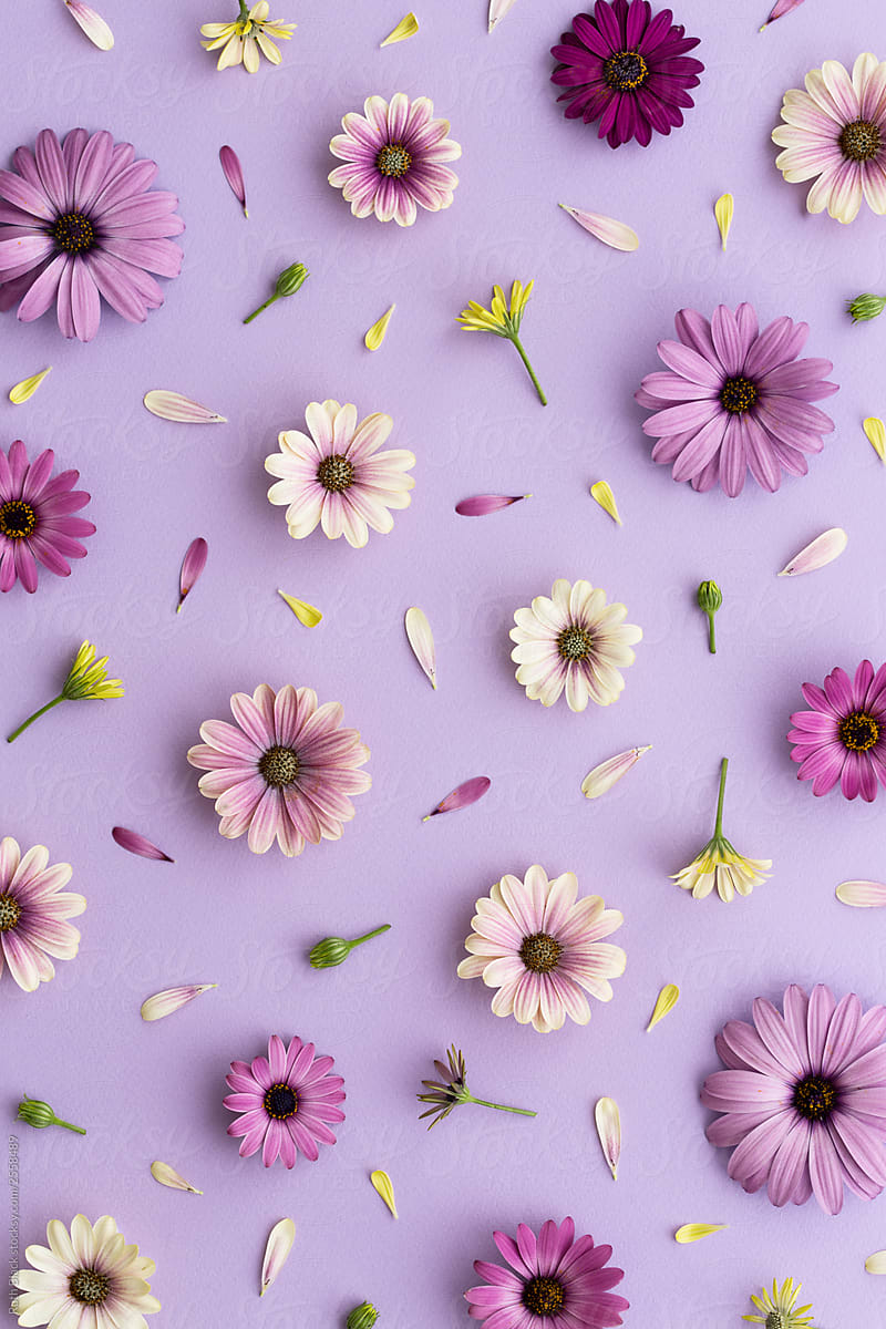 Purple Flower Background by Ruth Black, Background