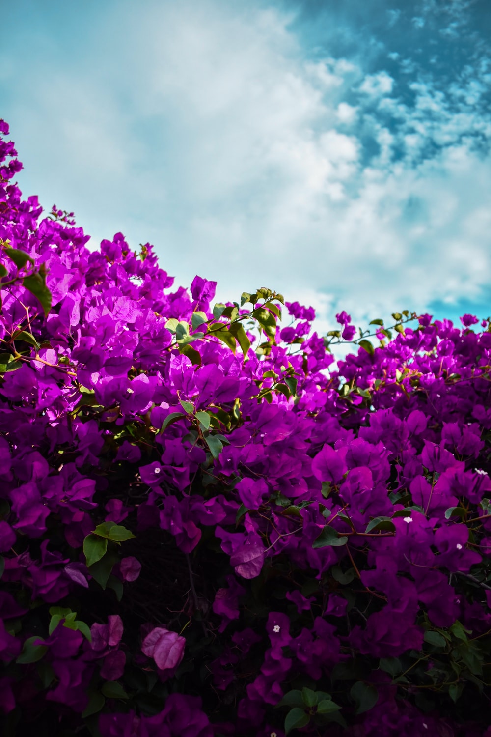 Purple Flower Picture. Download Free Image