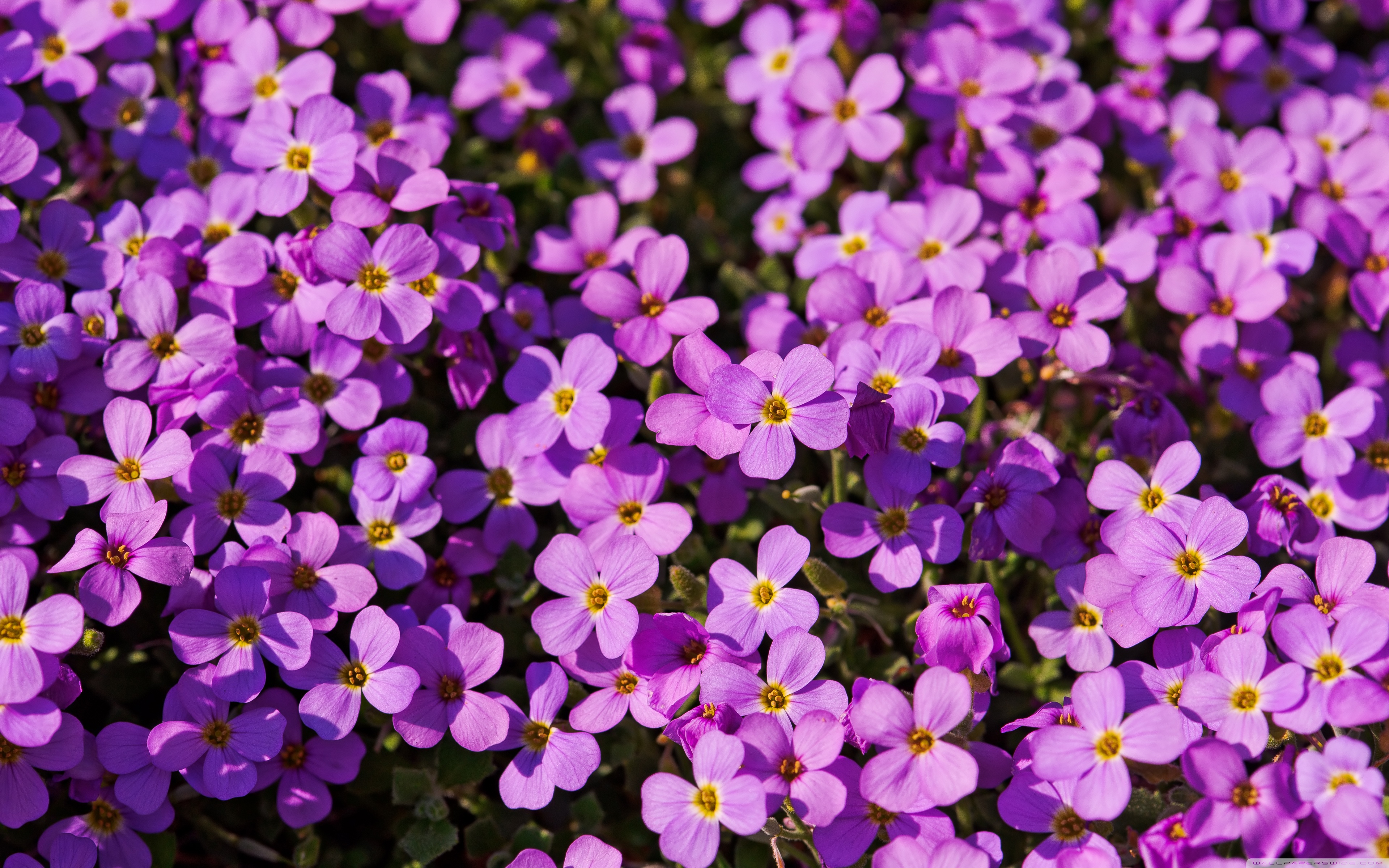 Purple Flowers Wallpaper 1080p