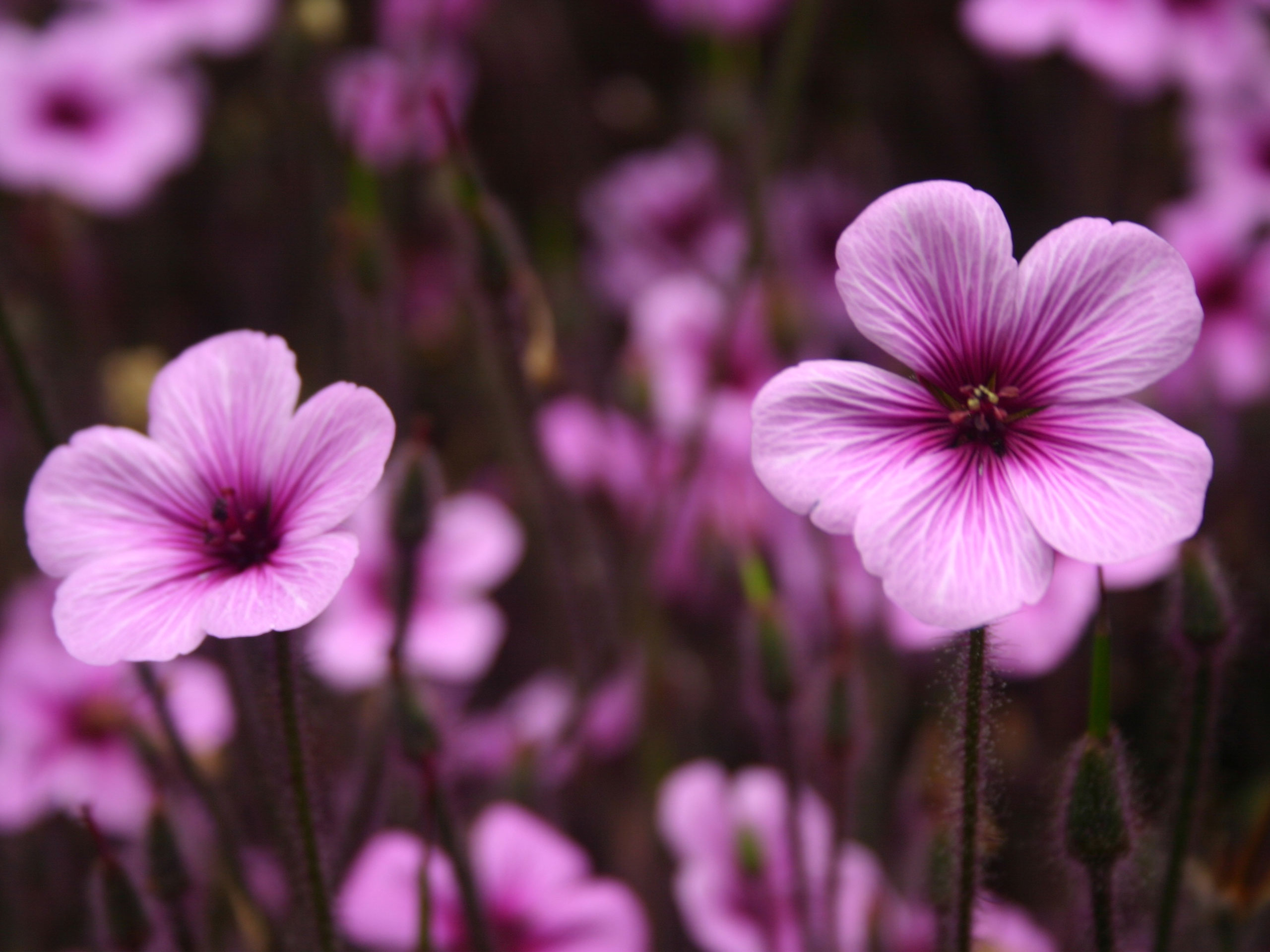 Purple Flowers Wallpaper