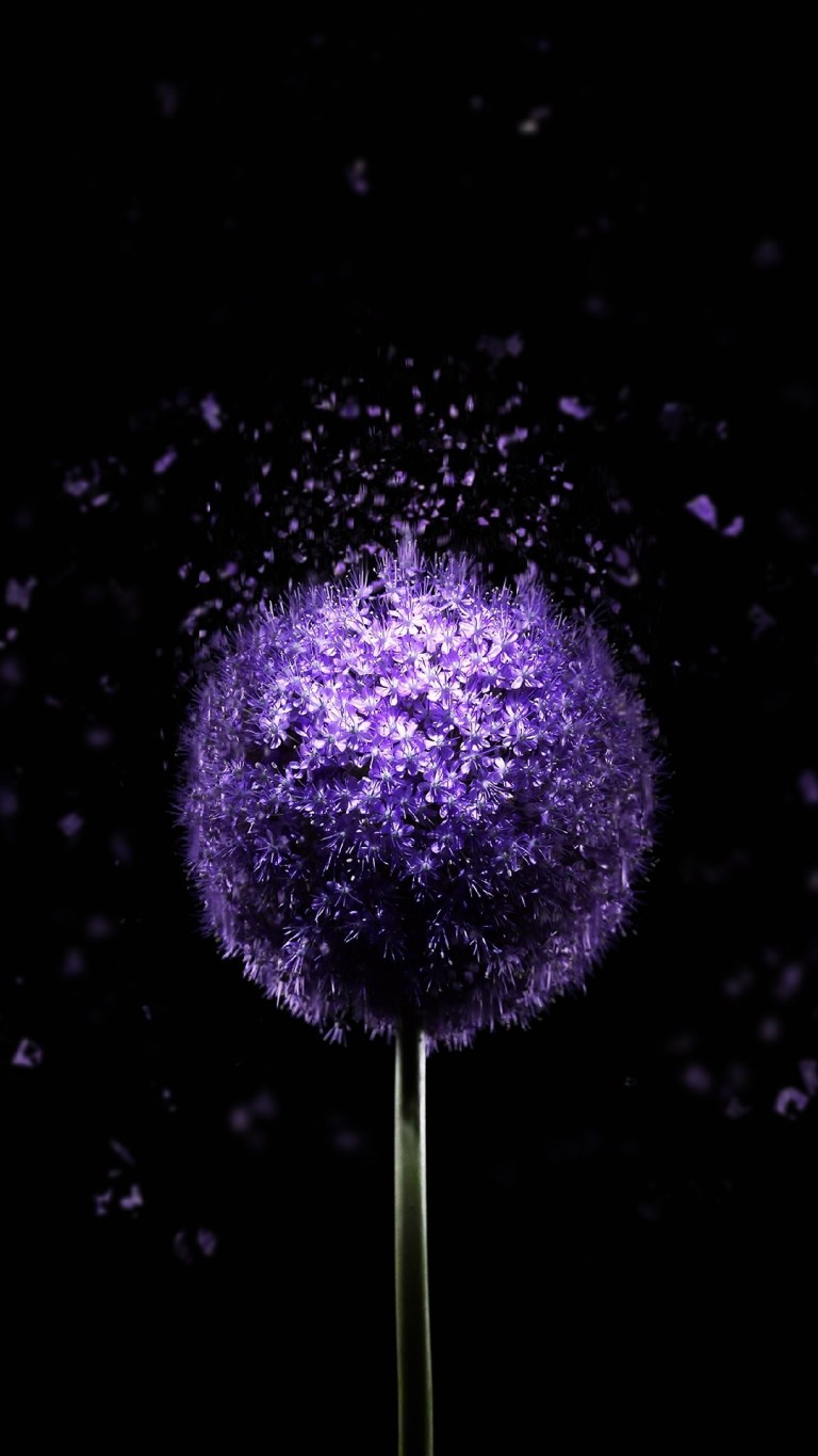 Purple Flower in Black Background Android HD Wallpaper