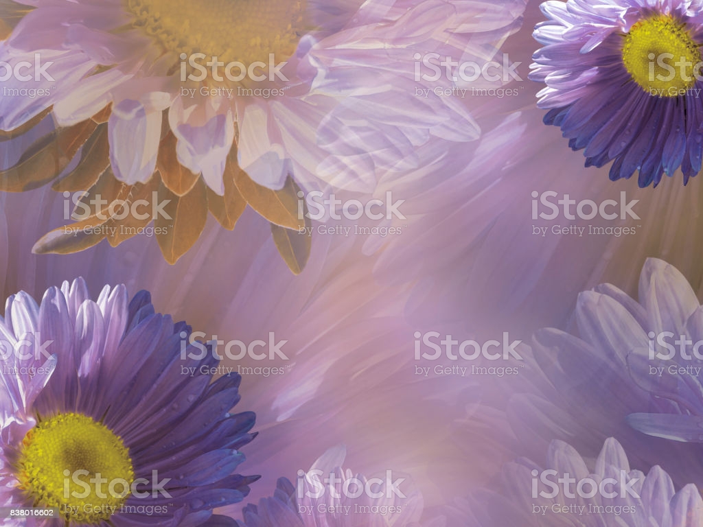 Floral Violetwhite Beautiful Background Of Daisy Wallpaper Of Flowers Purpleyellow Chamomile Flower Composition Nature Image Now