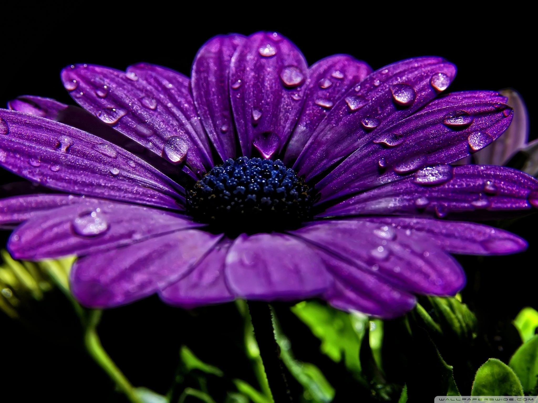 Beautiful Purple Flower Ultra HD Desktop Background Wallpaper for 4K UHD TV, Tablet
