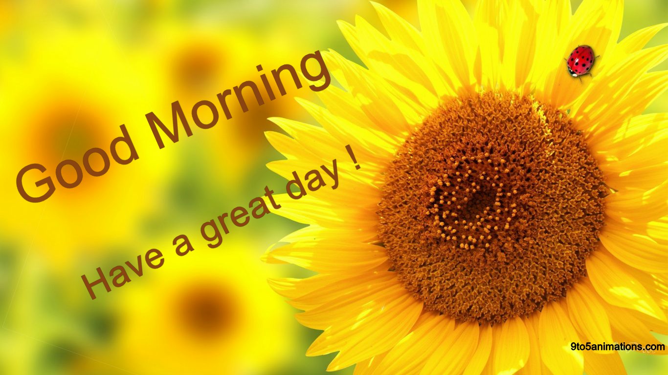 Good Morning Wishes With Floral Backgroundto5animations.com Wallpaper, Gifs, Background, Image