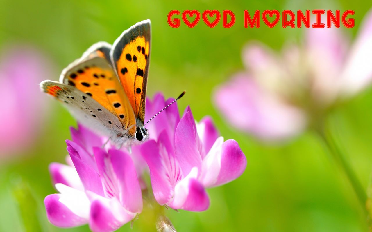 Good Morning Butterfly And Flower HD Wallpaper