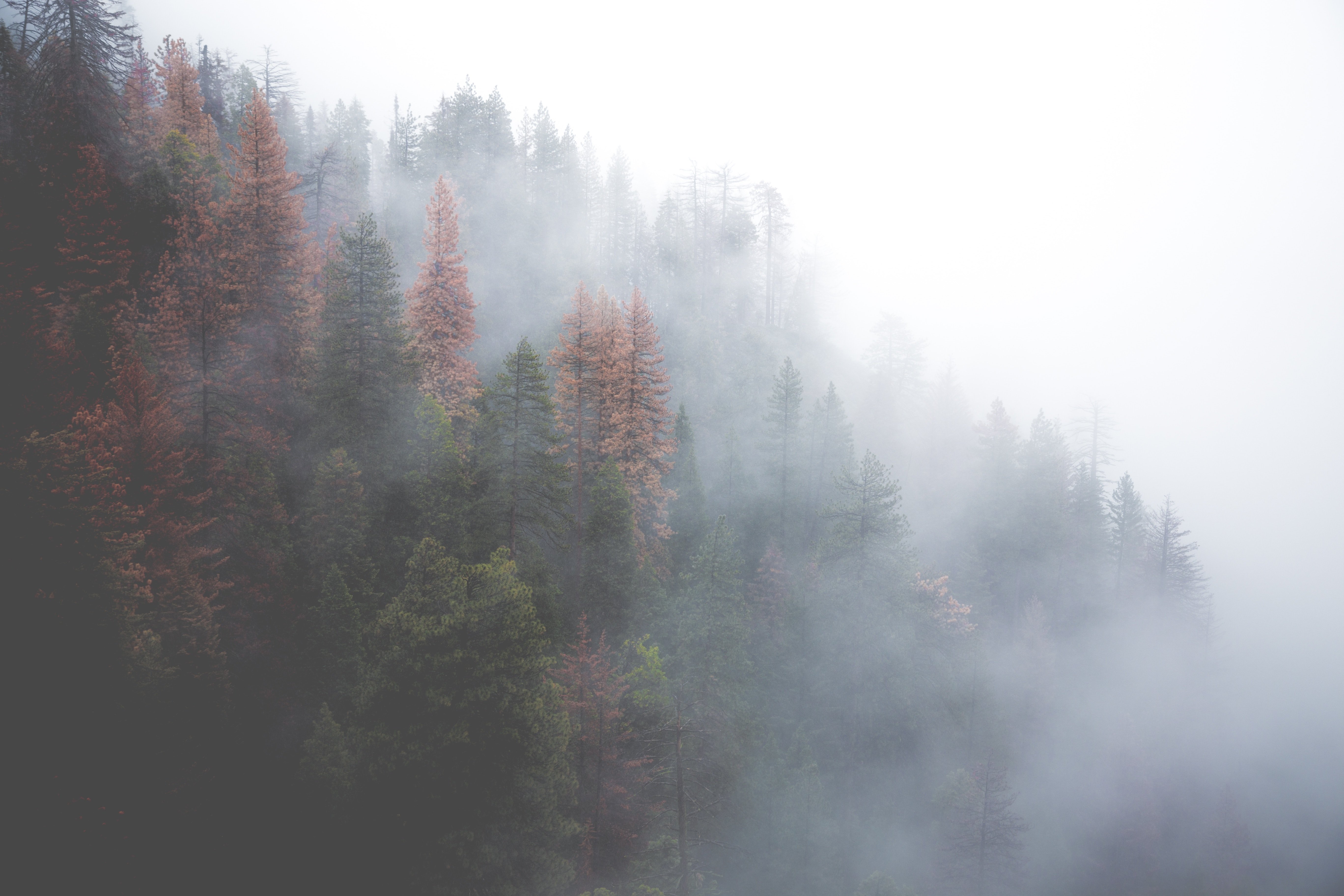 misty forest HD wallpaper, Background