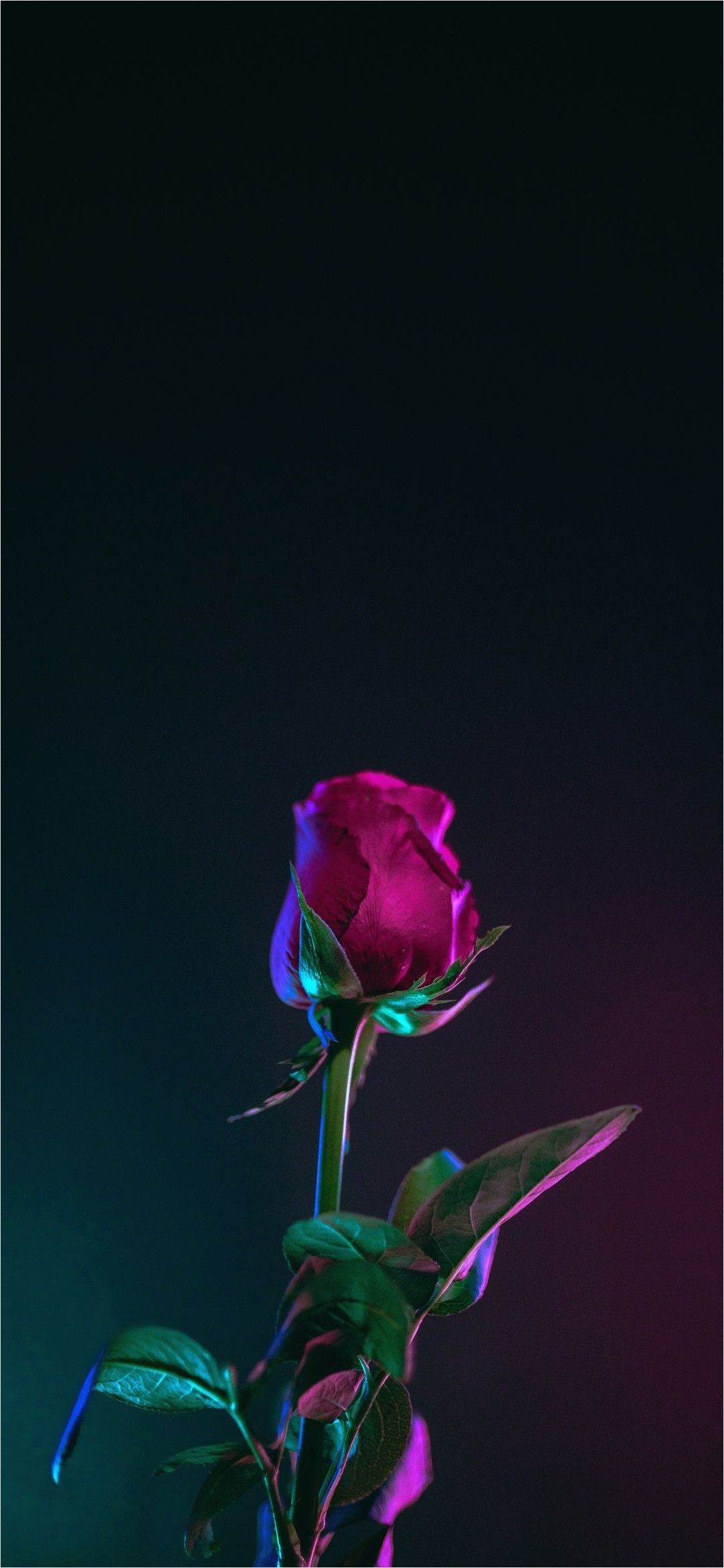 4k Wallpaper Redmi Note 7. Wallpaper, Rose wallpaper, Phone wallpaper