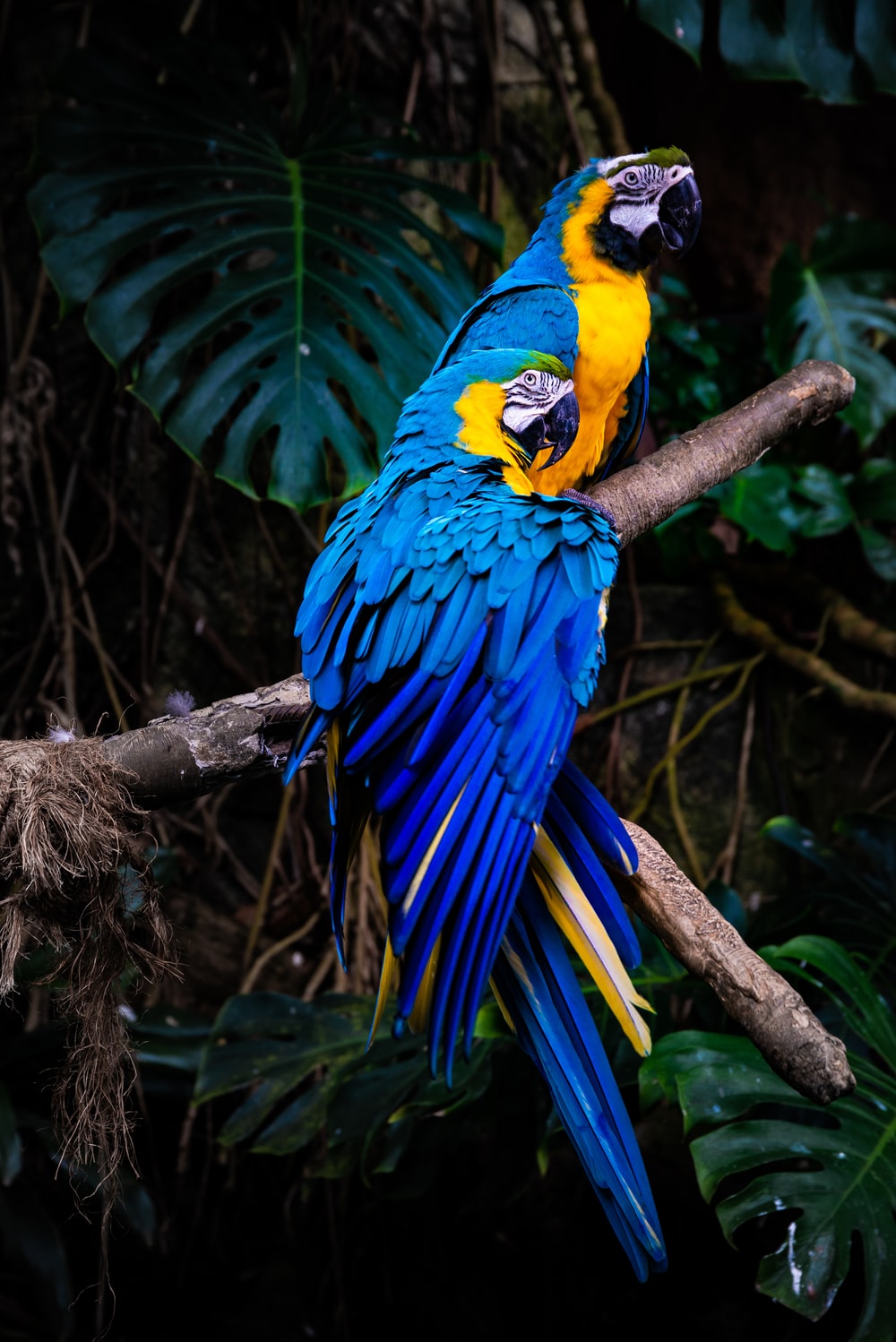 Blue Macaw Picture. Download Free Image