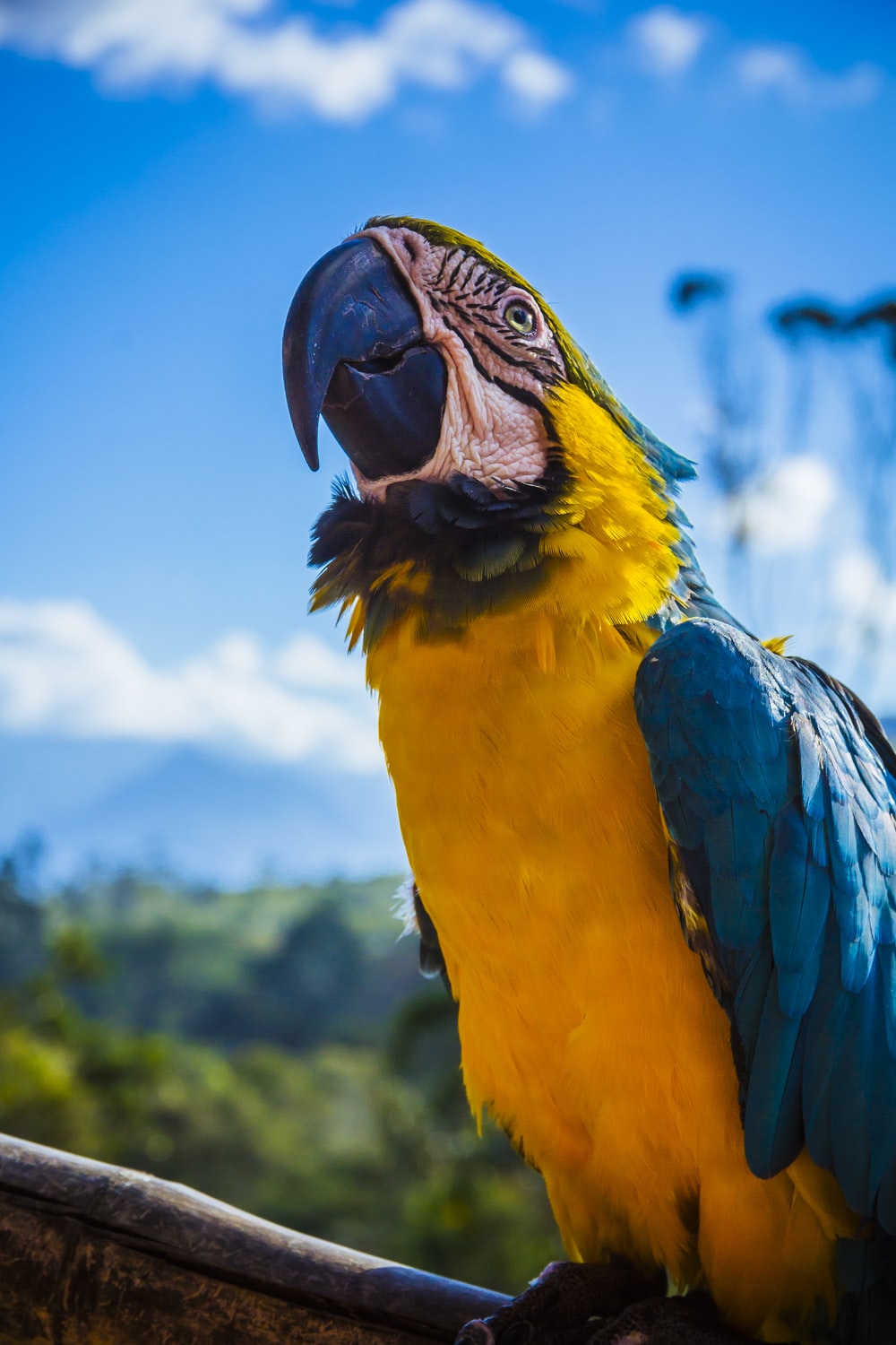 Macaw Parrot Picture. Download Free Image