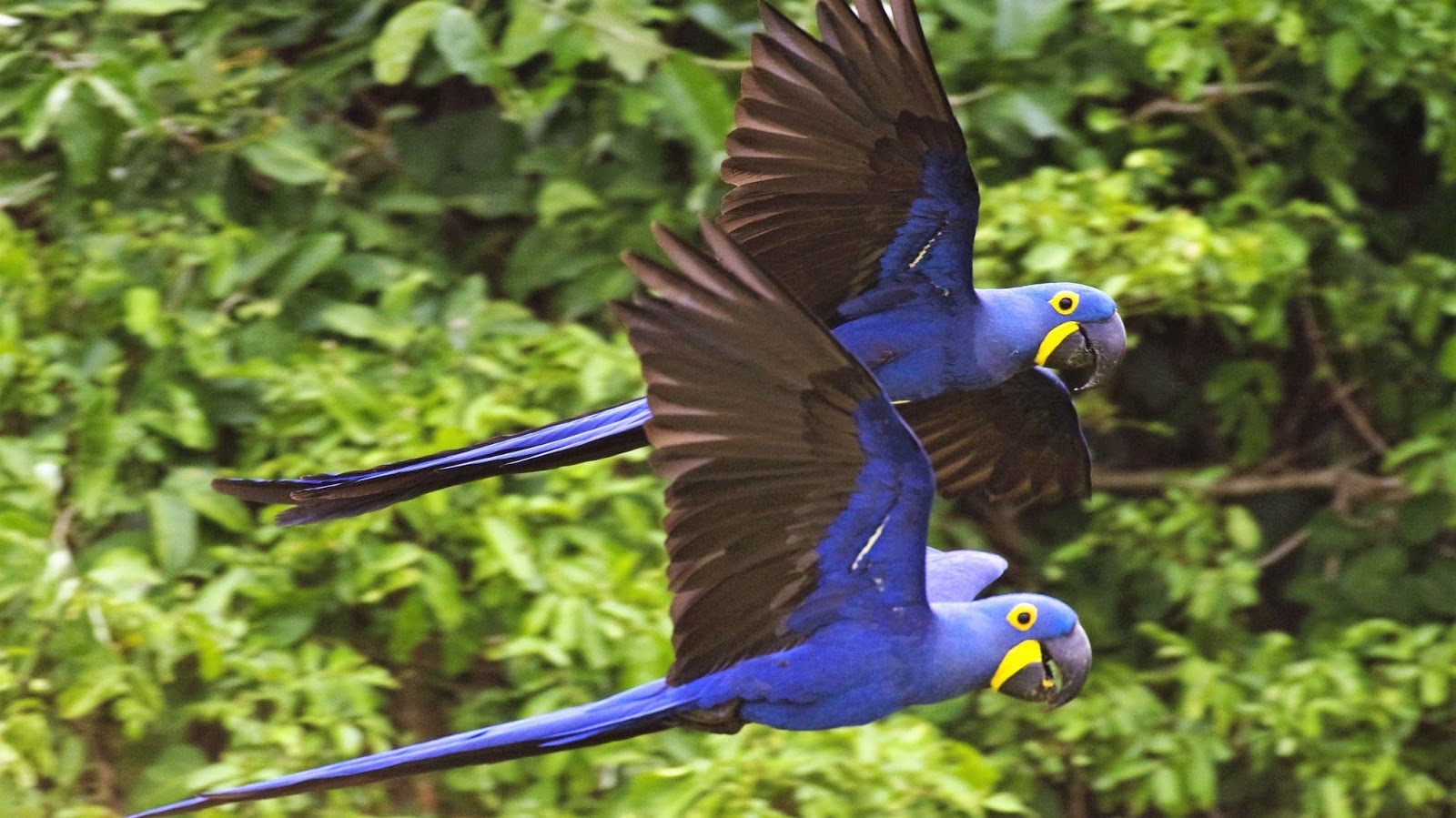 5 Five 5: Blue Macaw (Hyacinth Macaw)
