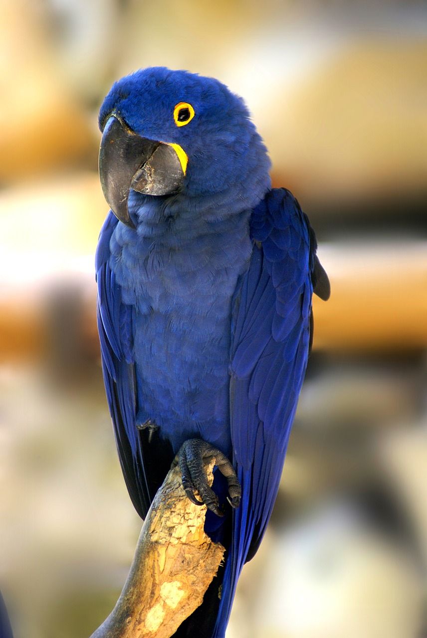 macaw picture. Bird breeds, Blue macaw, Pet birds