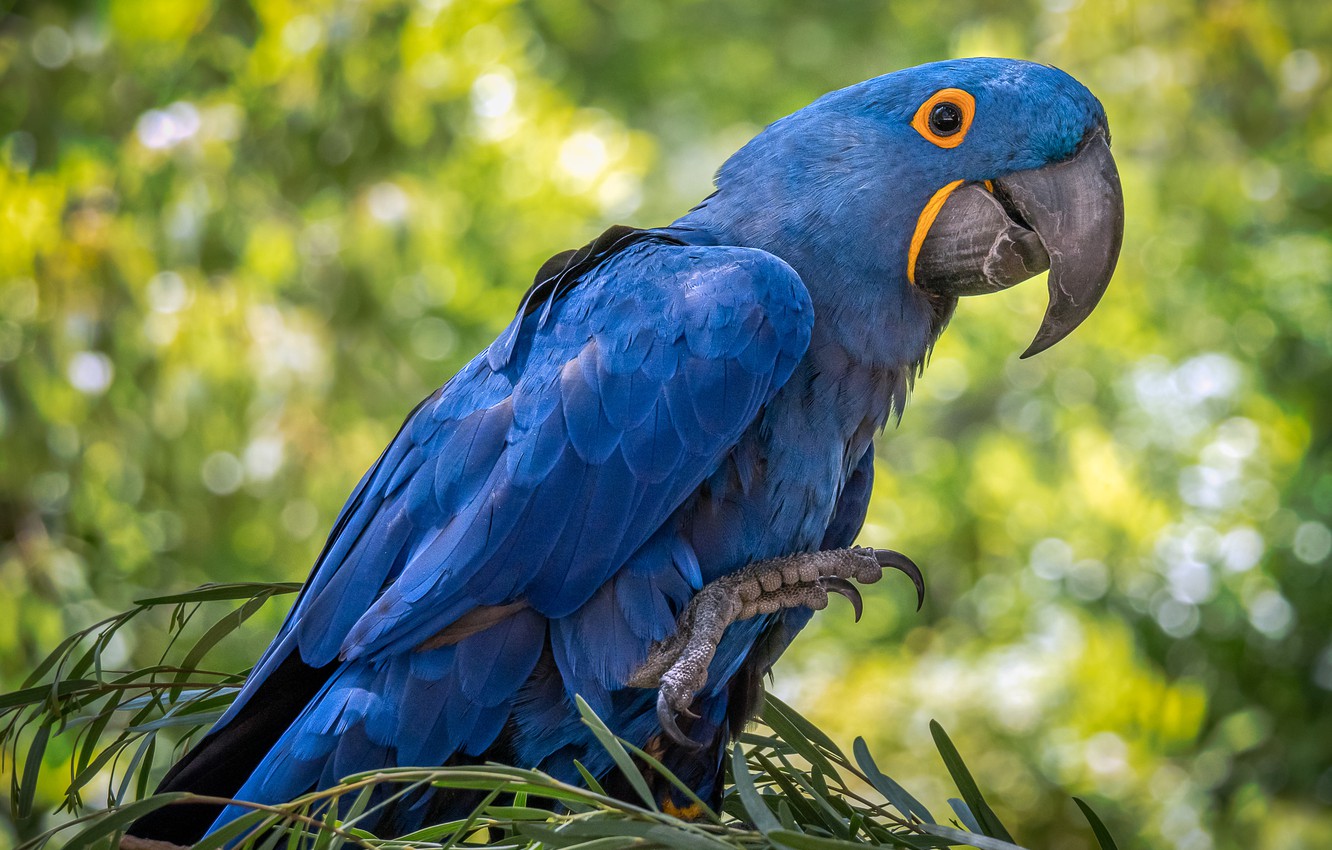 Wallpaper bird, feathers, beak, parrot, hyacinth macaw image for desktop, section животные