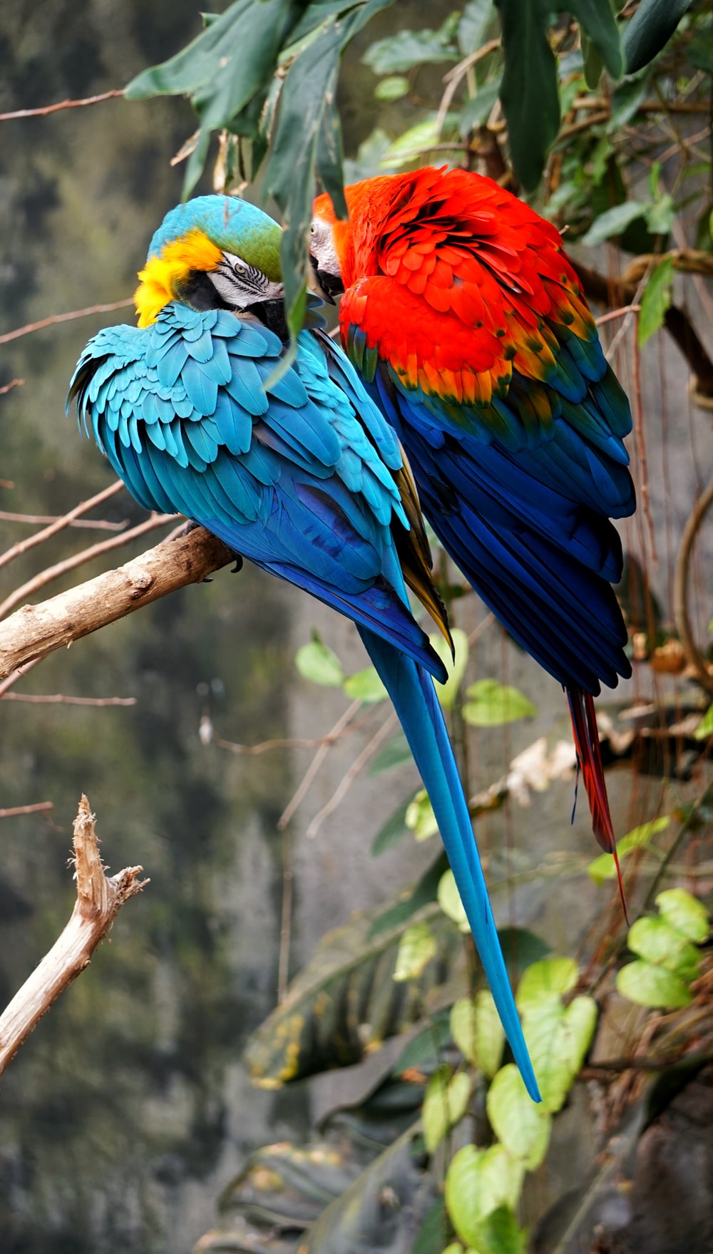 Blue Macaw Picture. Download Free Image