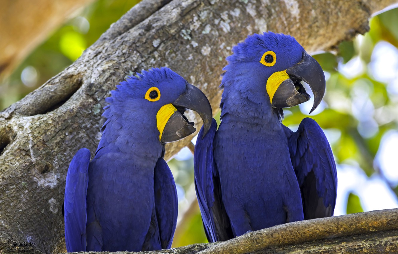 Wallpaper birds, tree, parrots, a couple, Hyacinth macaw image for desktop, section животные