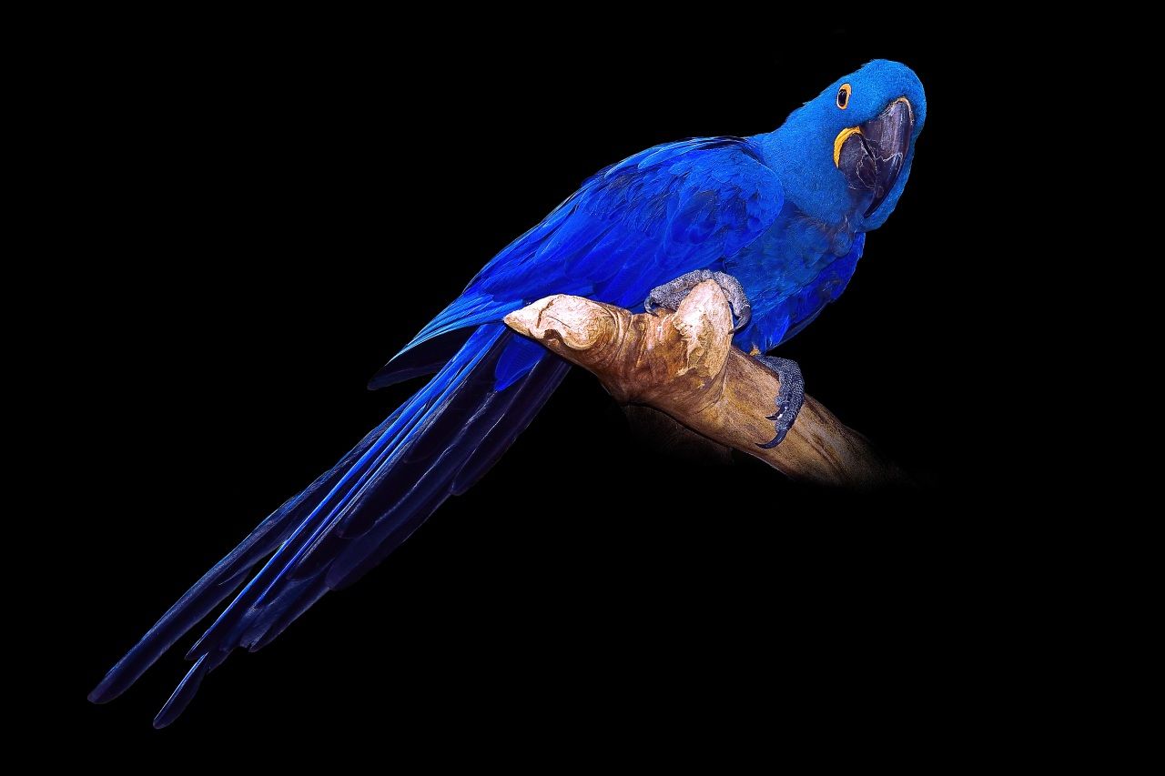 Wallpaper Birds Parrots Blue Black background Hyacinth Macaw Animals Image Download. Parrot image, Animals image, Funny picture