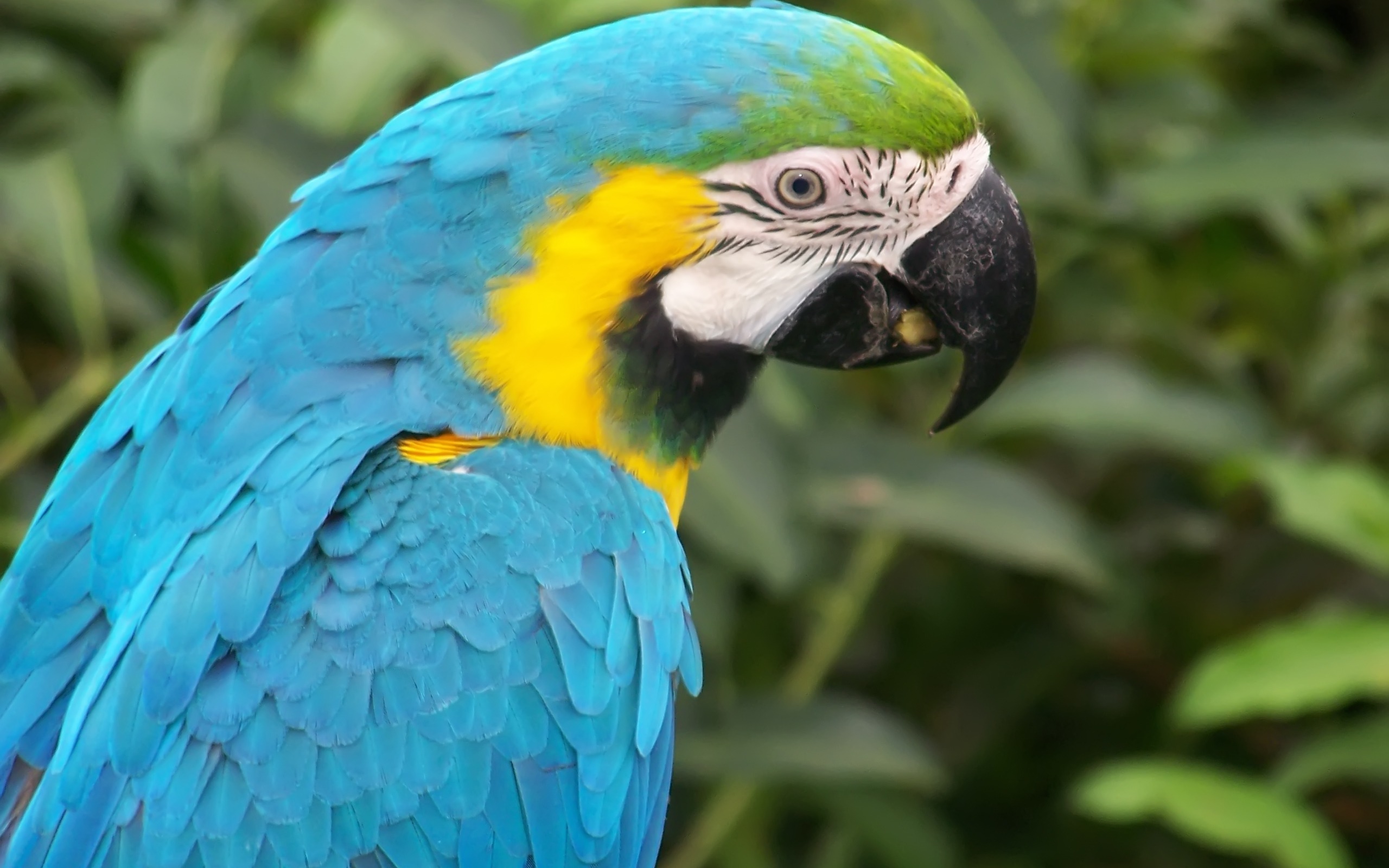 Blue Macaw Parrot Wallpaper Parrots Animals Wallpaper in jpg format for free download