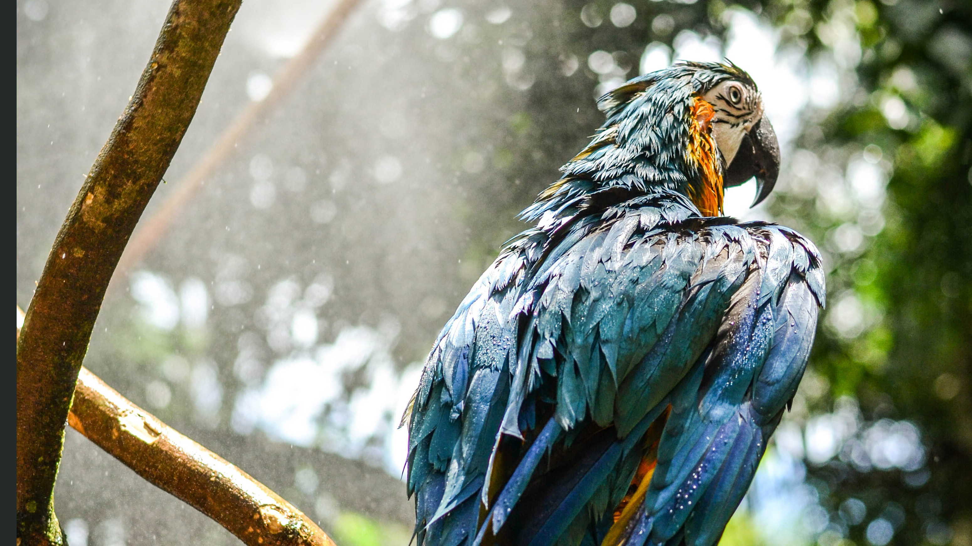 Blue Macaw 4k, HD Birds, 4k Wallpaper, Image, Background, Photo and Picture