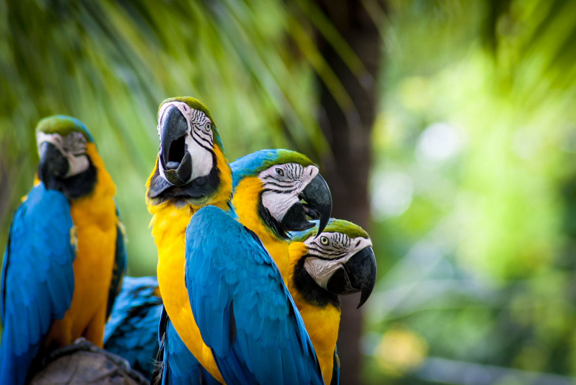 Free photo of Blue and yellow Macaw Wallpaper